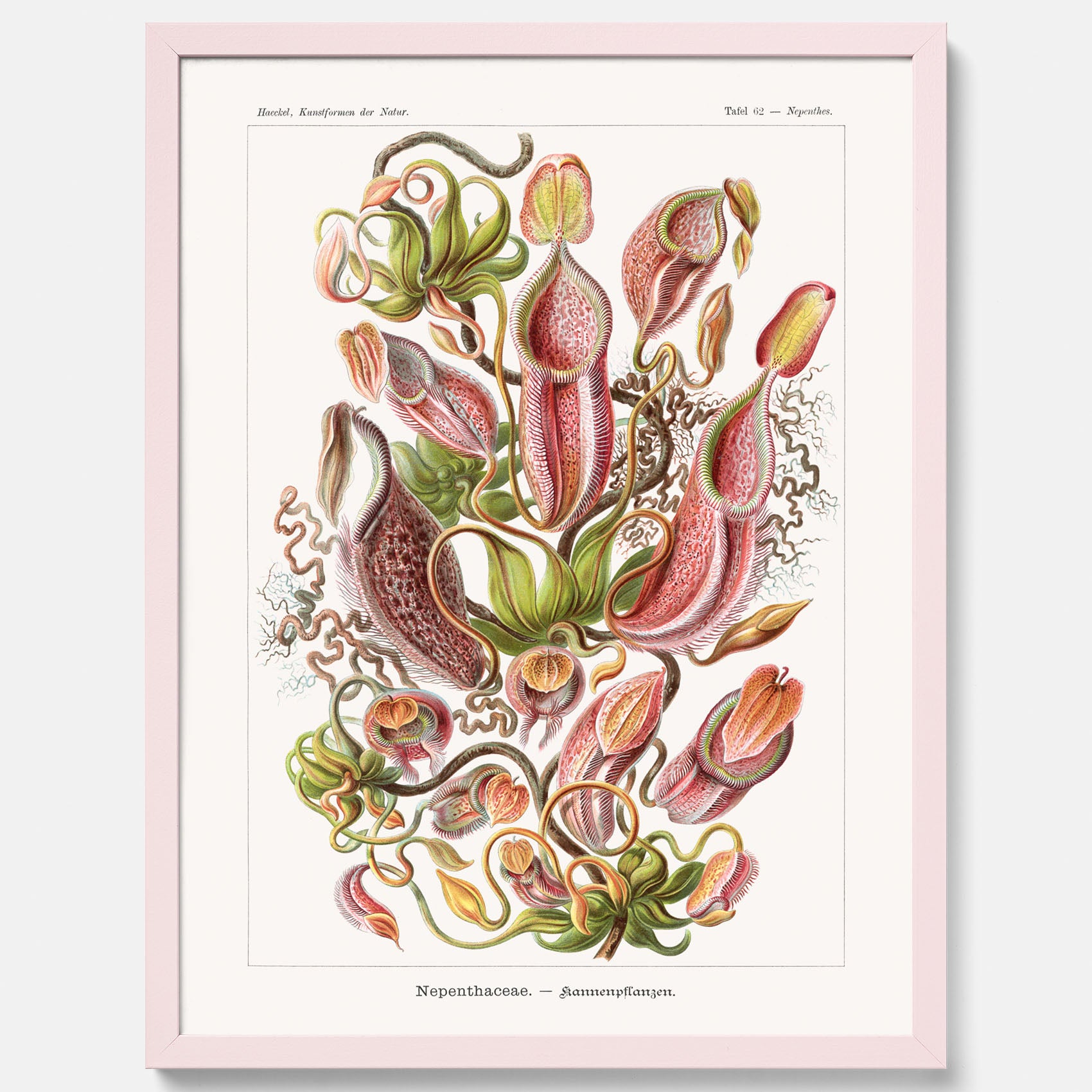 Vintageposter med en gammal illustration av kannrankor ritad av tyska biologen Ernst Haeckel år 1911