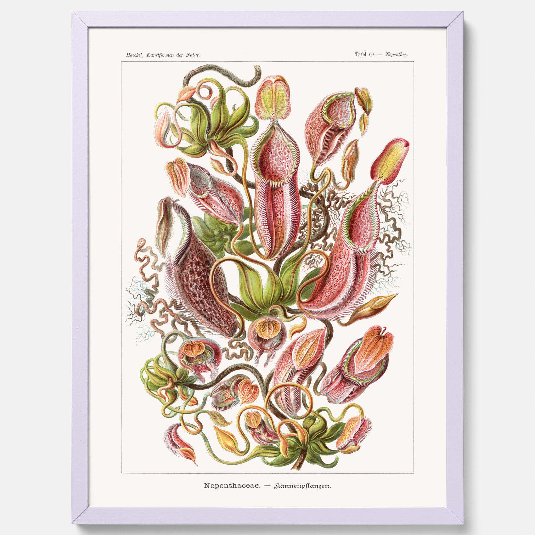 Vintageposter med en gammal illustration av kannrankor ritad av tyska biologen Ernst Haeckel år 1912