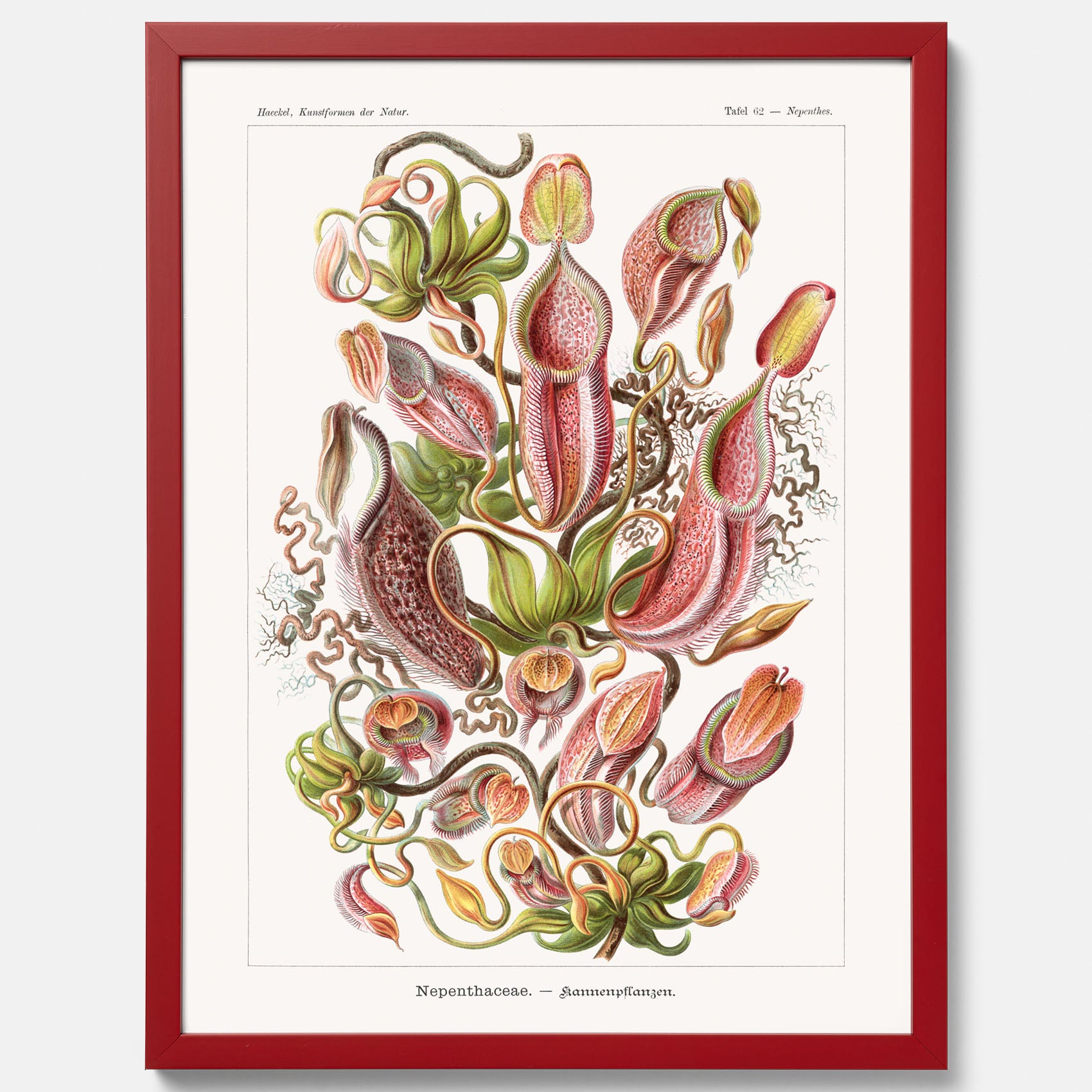 Vintageposter med en gammal illustration av kannrankor ritad av tyska biologen Ernst Haeckel år 1913