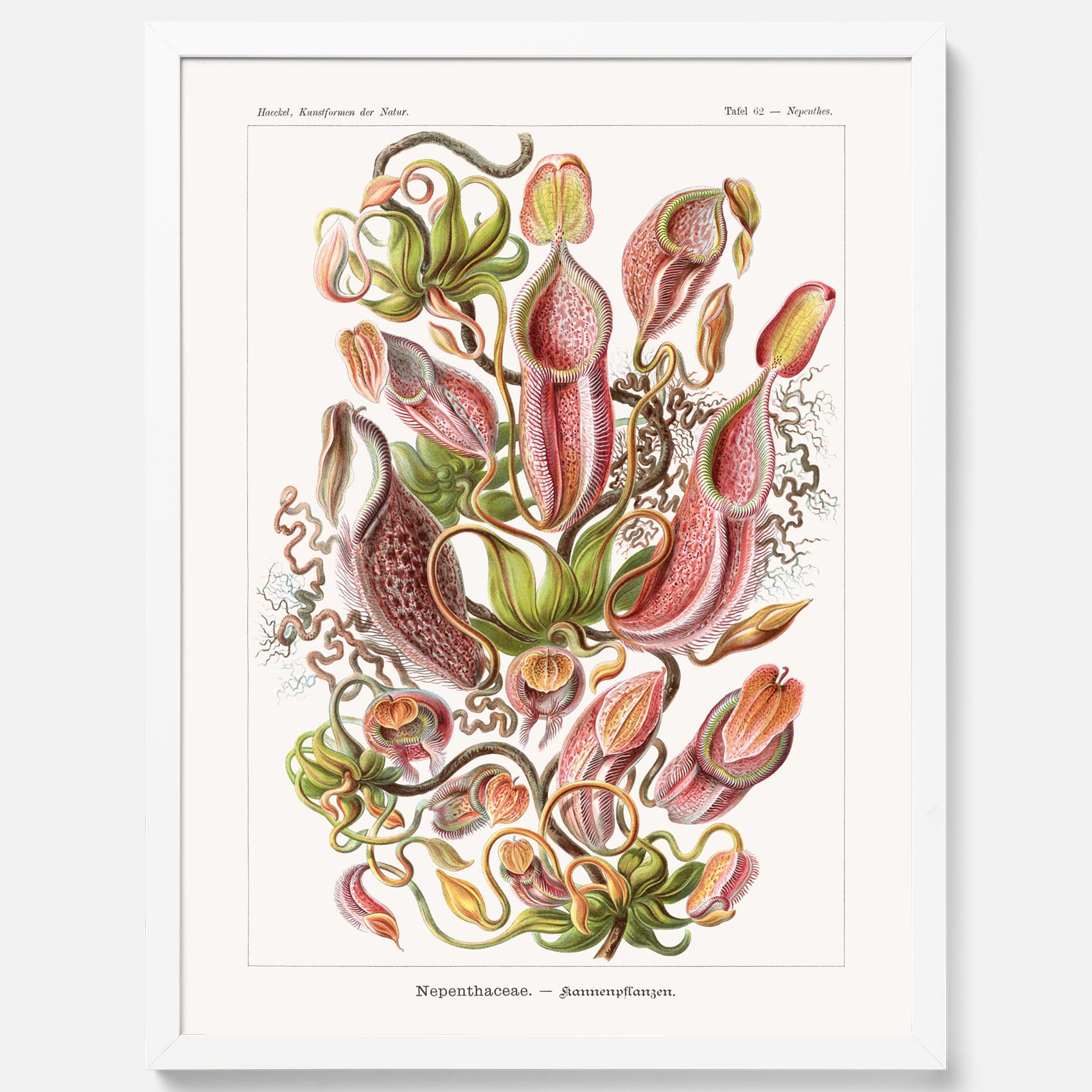 Vintageposter med en gammal illustration av kannrankor ritad av tyska biologen Ernst Haeckel år 1914