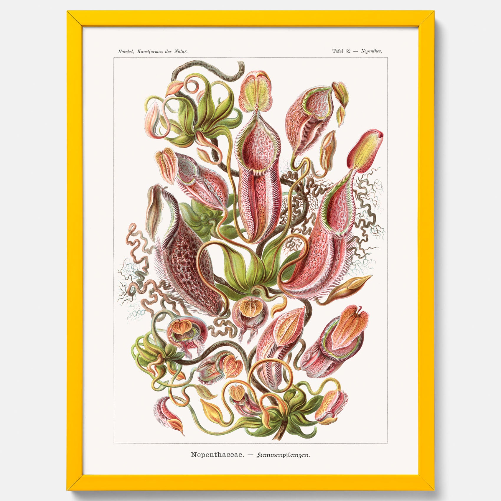 Vintageposter med en gammal illustration av kannrankor ritad av tyska biologen Ernst Haeckel år 1915