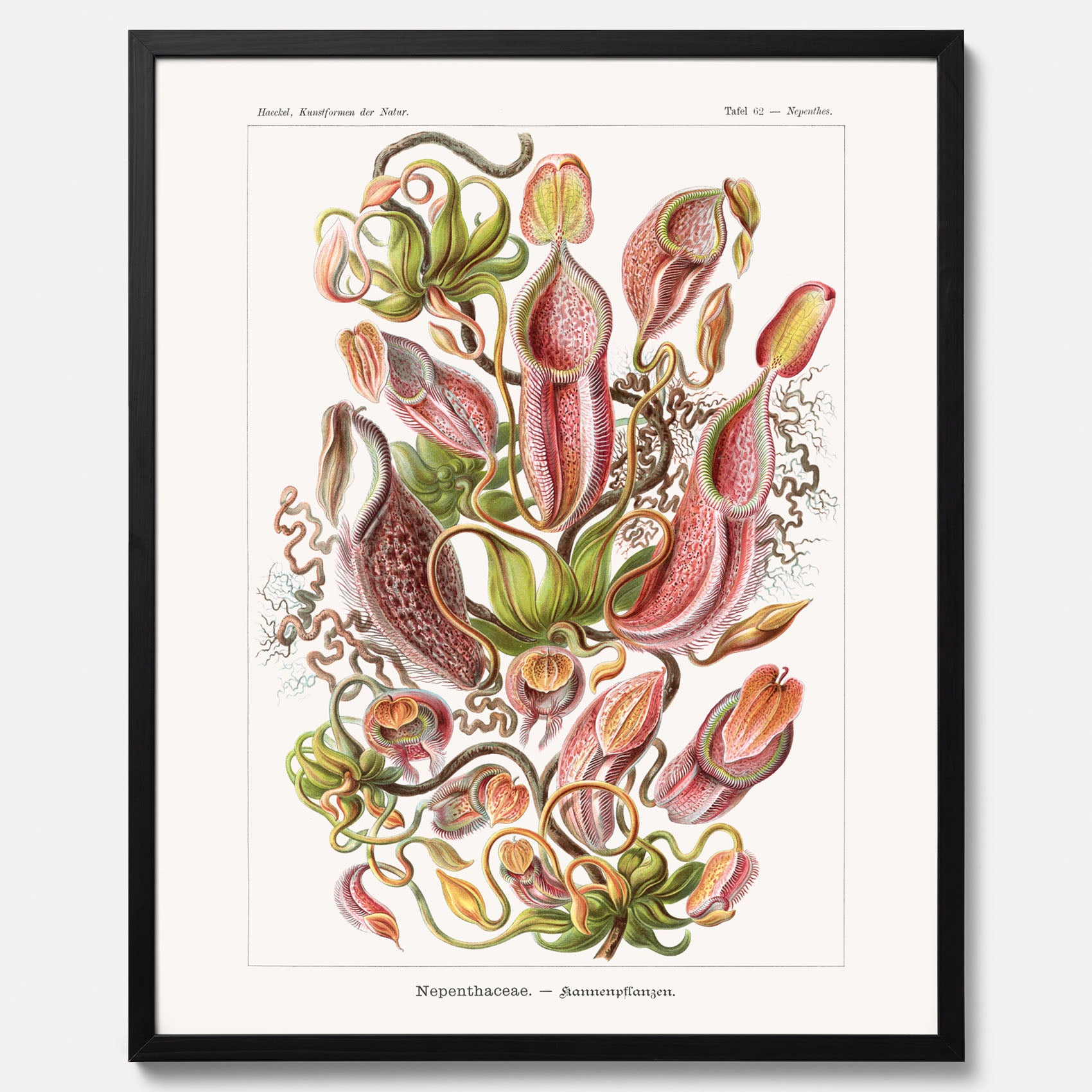 Vintageposter med en gammal illustration av kannrankor ritad av tyska biologen Ernst Haeckel år 1916