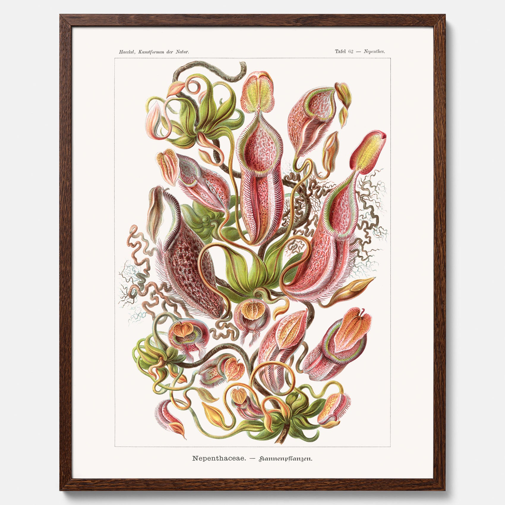 Vintageposter med en gammal illustration av kannrankor ritad av tyska biologen Ernst Haeckel år 1917
