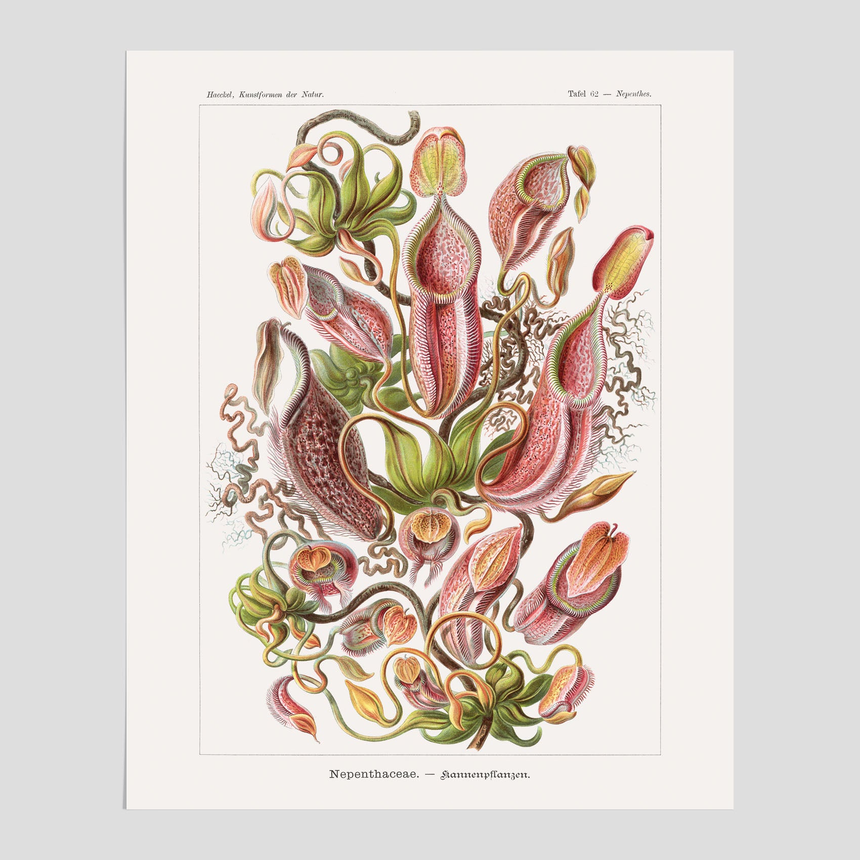 Vintageposter med en gammal illustration av kannrankor ritad av tyska biologen Ernst Haeckel år 1918