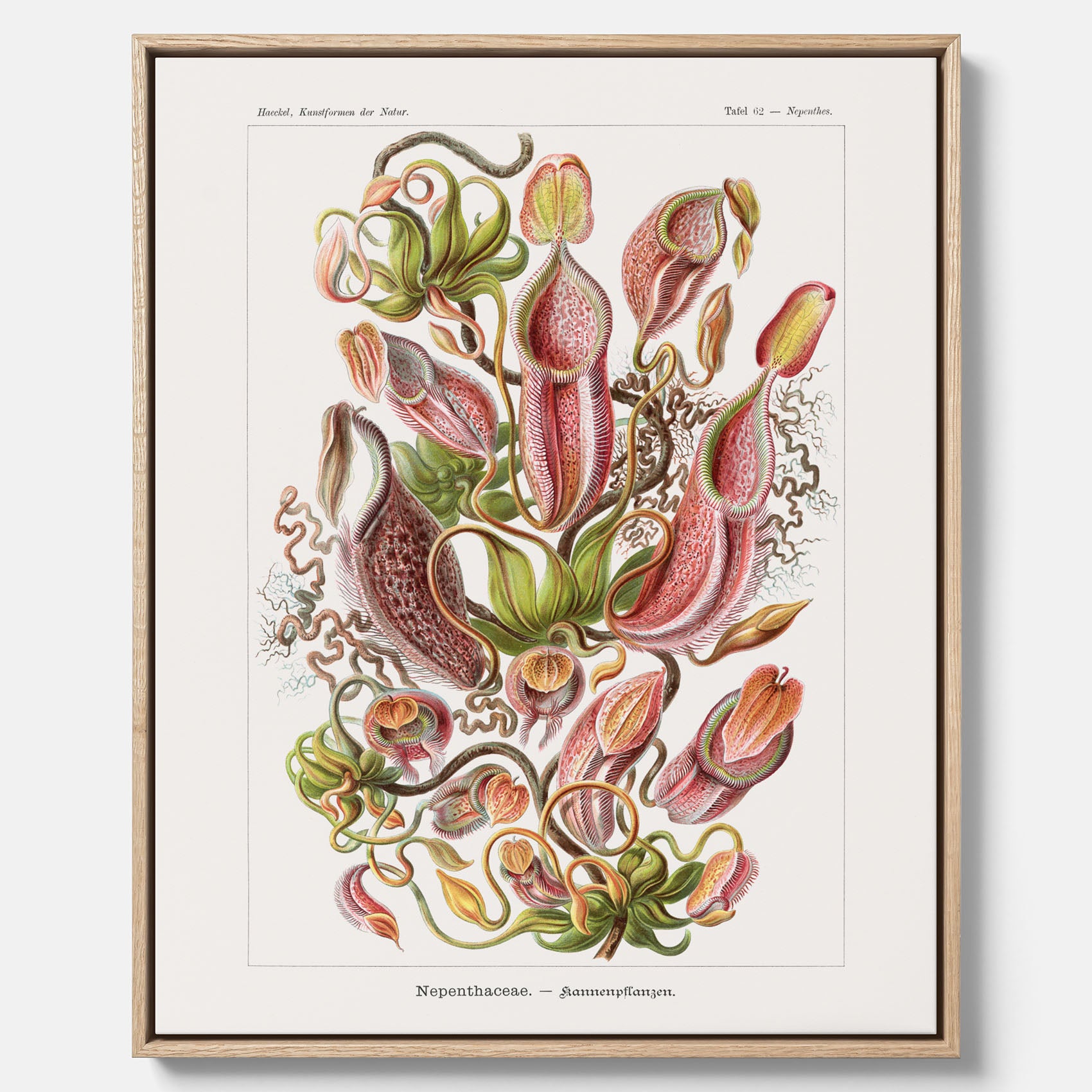 Vintageposter på canvas med en gammal illustration av kannrankor ritad av tyska biologen Ernst Haeckel år 1927