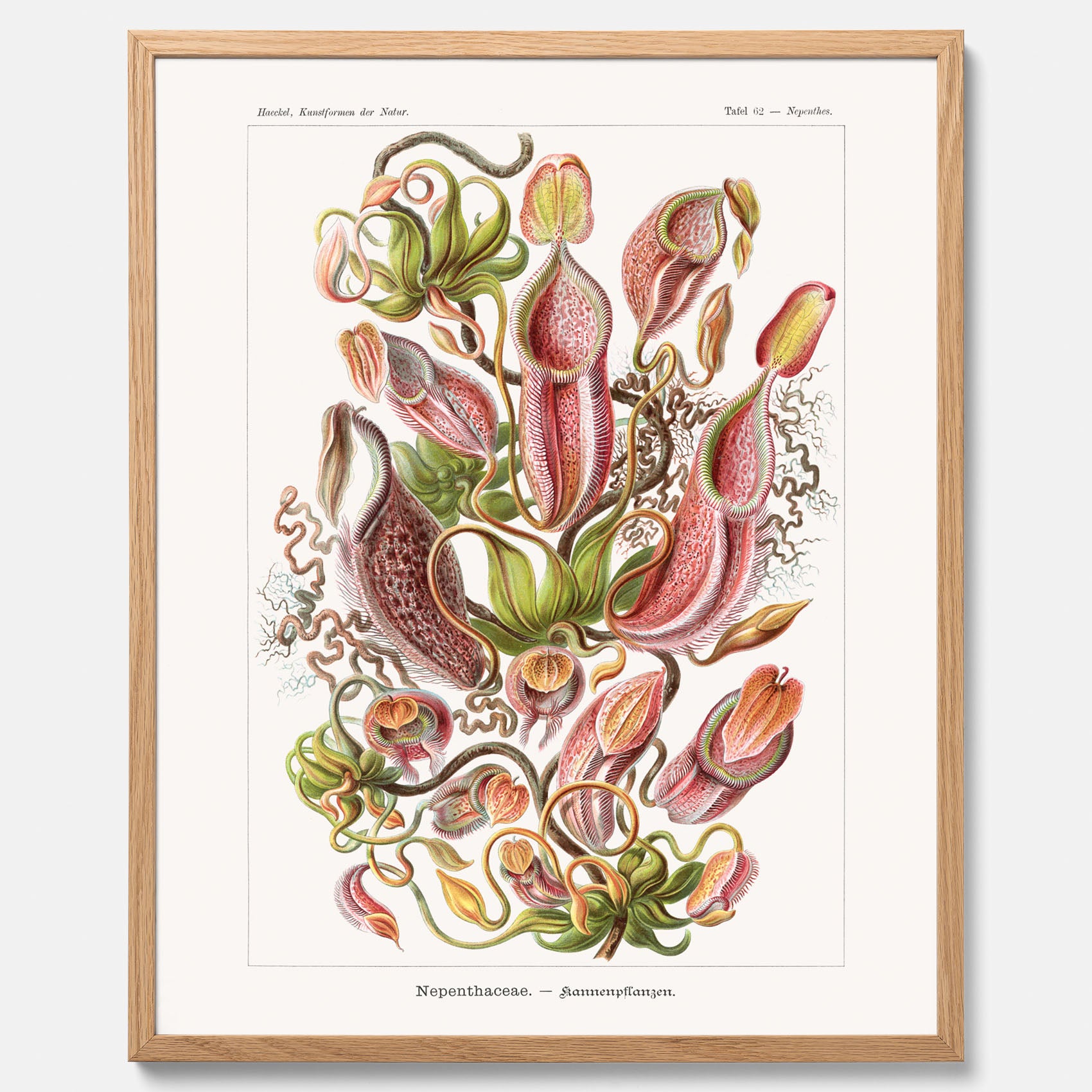 Vintageposter med en gammal illustration av kannrankor ritad av tyska biologen Ernst Haeckel år 1919