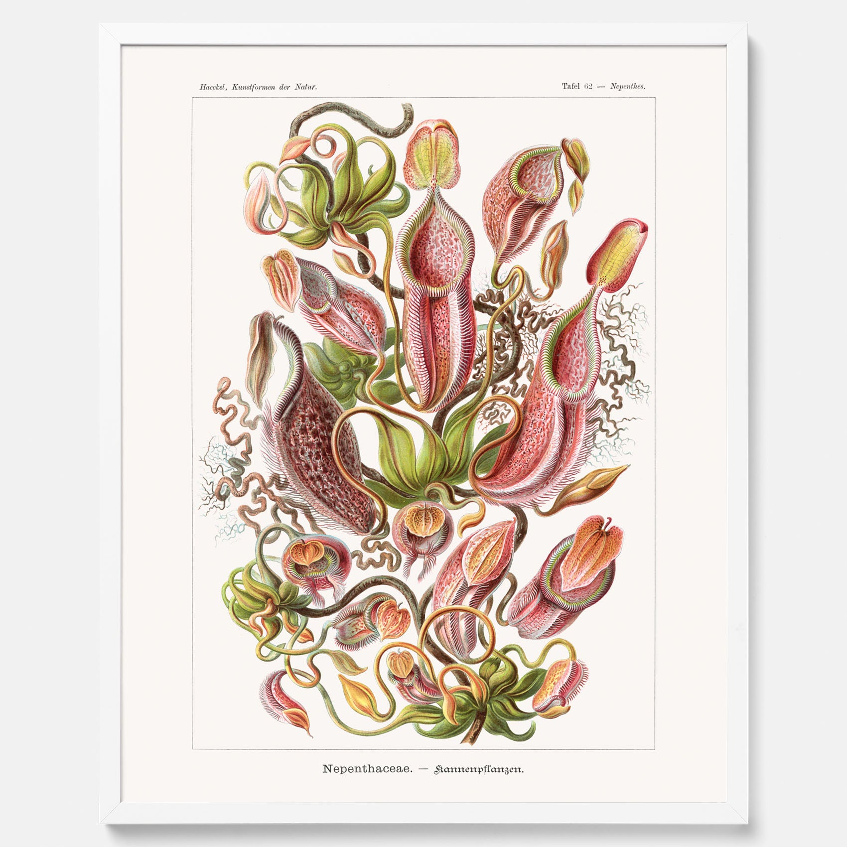Vintageposter med en gammal illustration av kannrankor ritad av tyska biologen Ernst Haeckel år 1920
