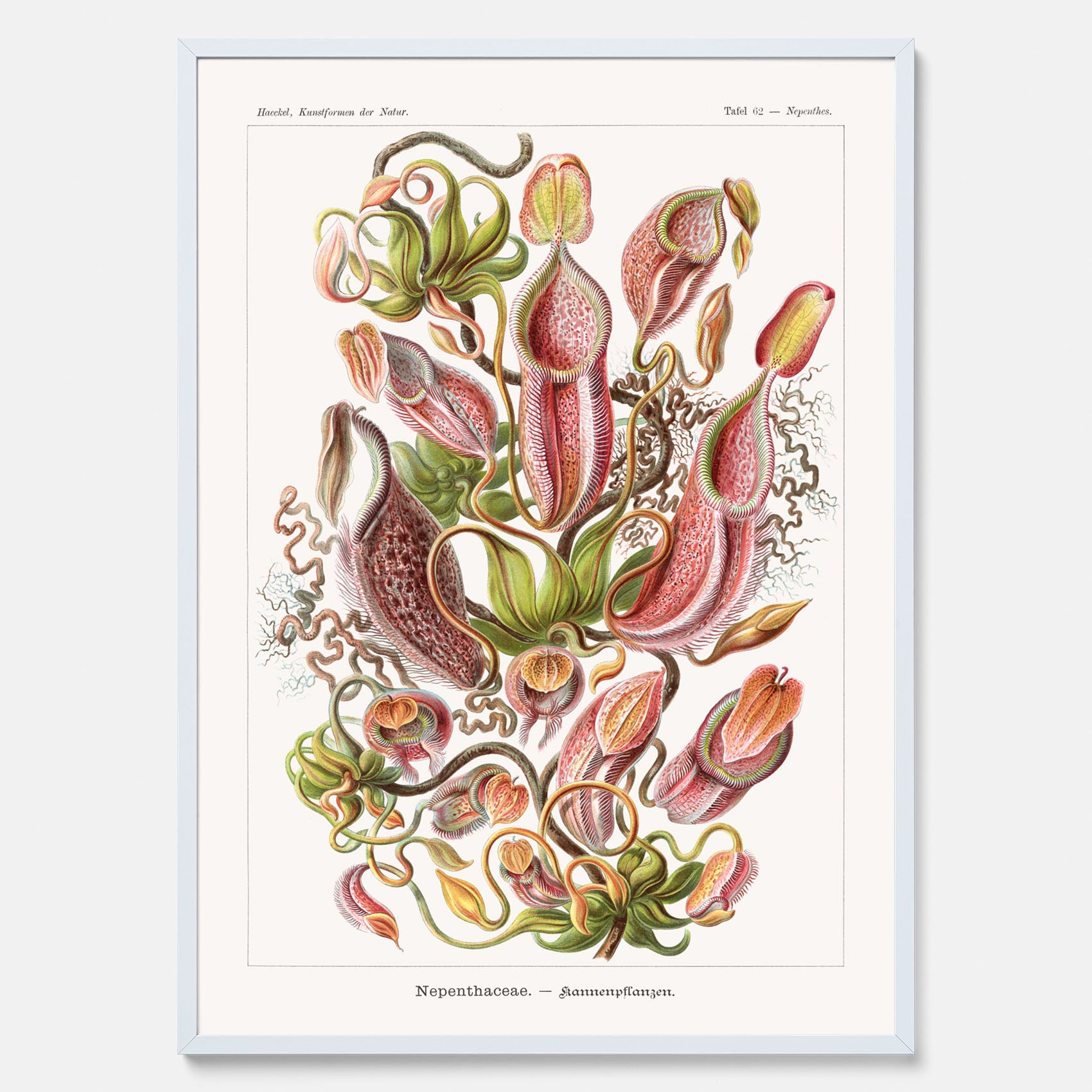 Vintageposter med en gammal illustration av kannrankor ritad av tyska biologen Ernst Haeckel år 1925