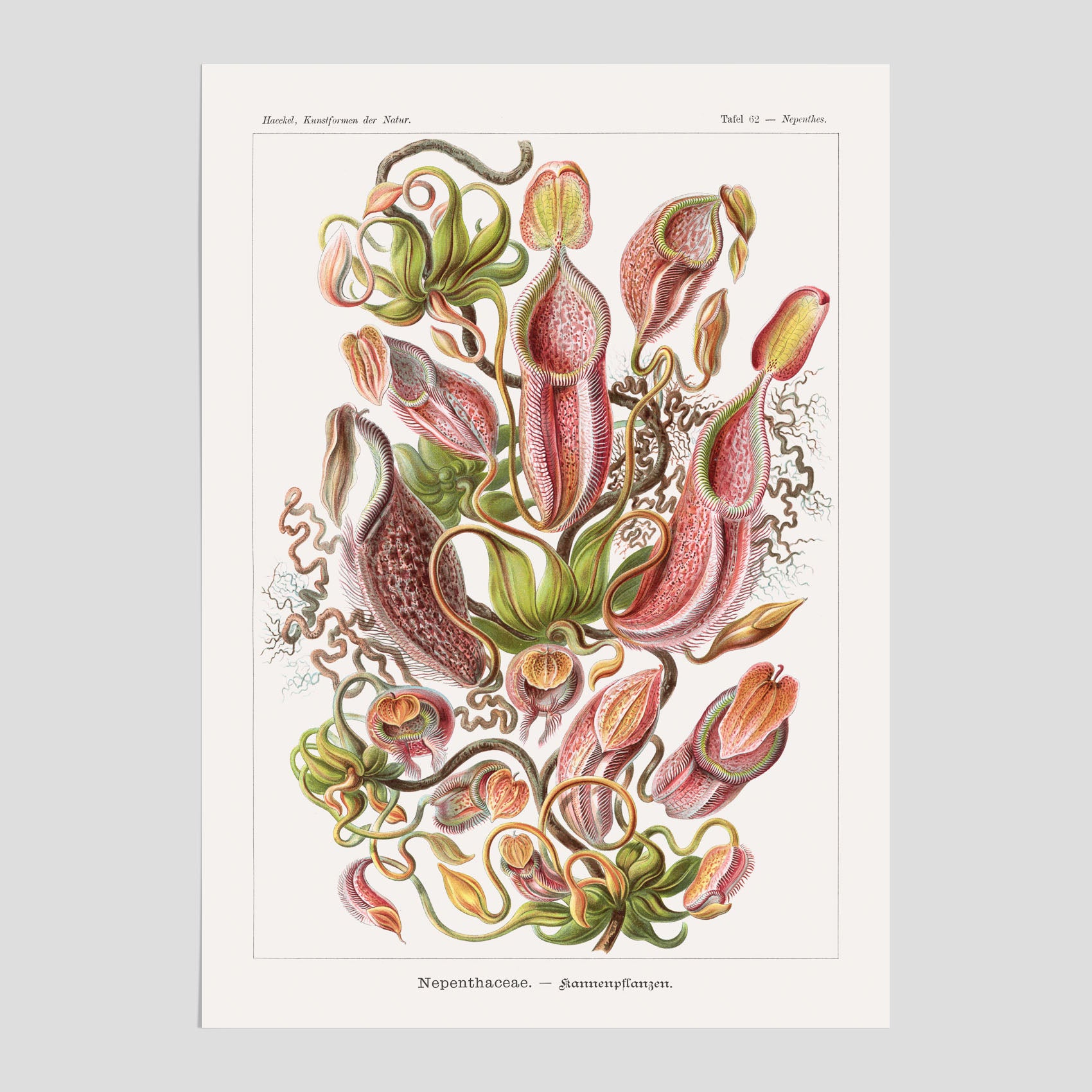 Vintageposter med en gammal illustration av kannrankor ritad av tyska biologen Ernst Haeckel år 1926