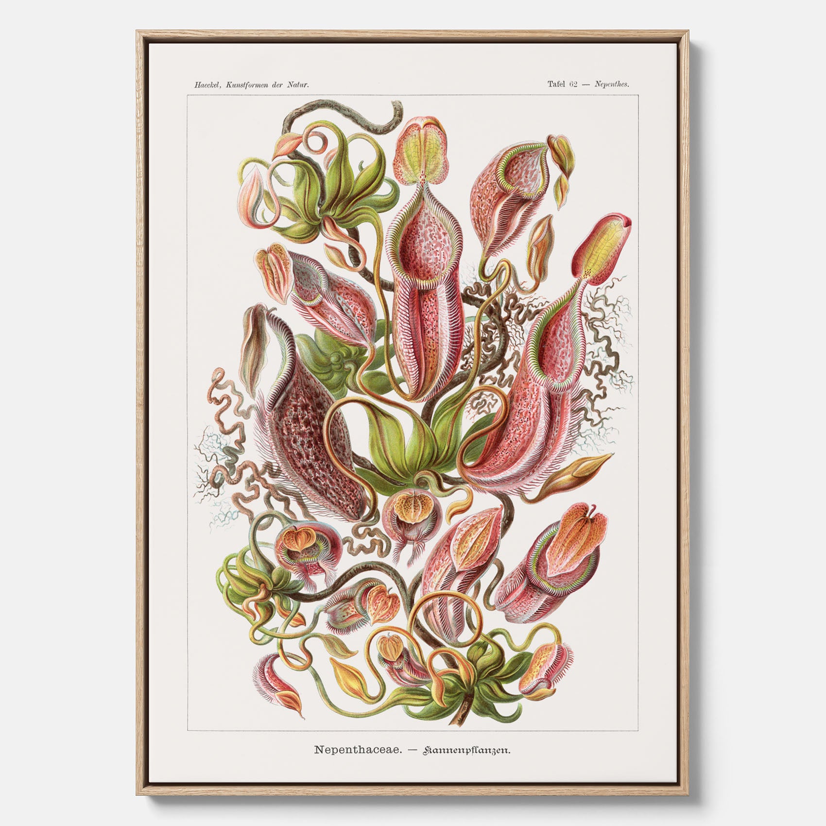 Vintageposter på canvas med en gammal illustration av kannrankor ritad av tyska biologen Ernst Haeckel år 1927