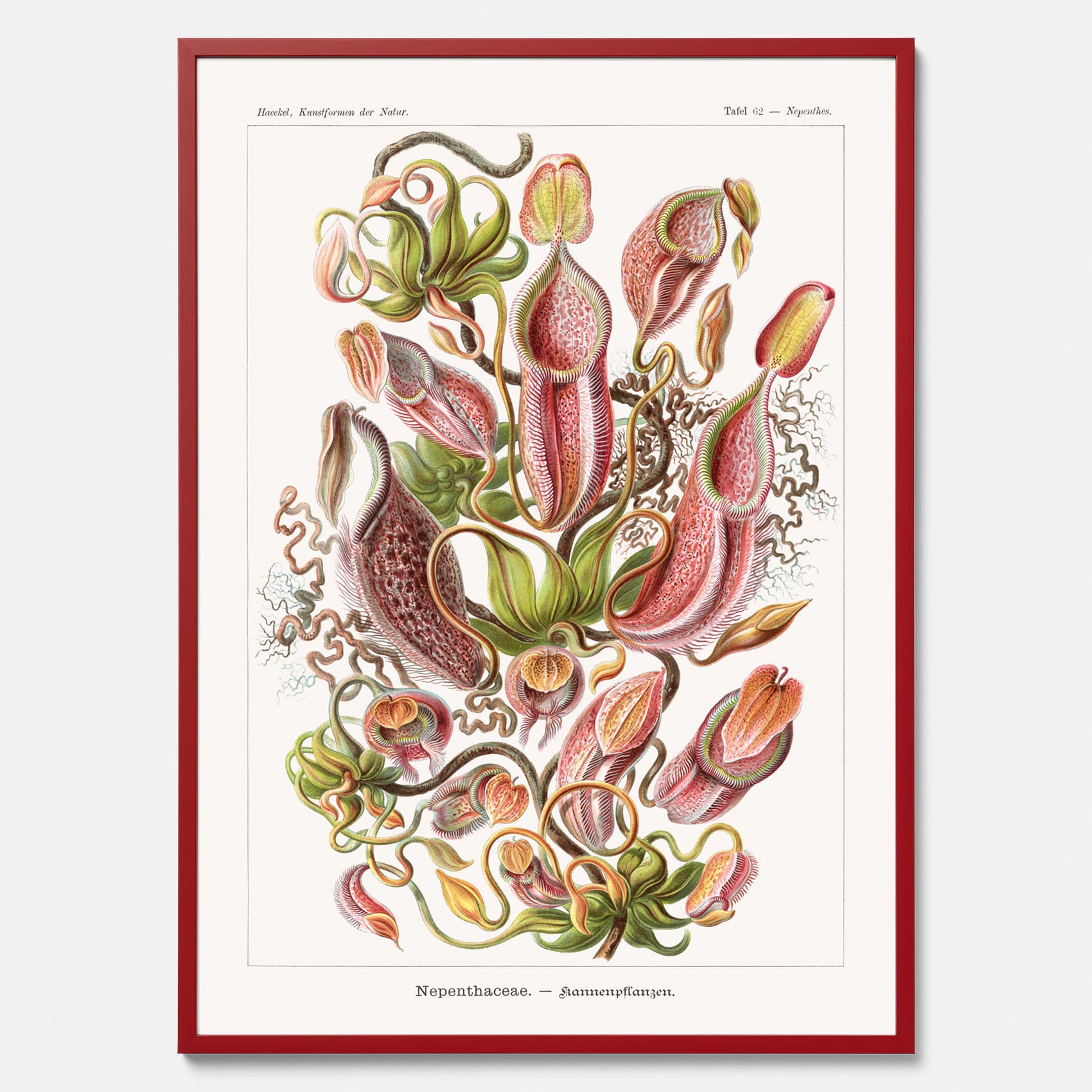 Vintageposter med en gammal illustration av kannrankor ritad av tyska biologen Ernst Haeckel år 1930