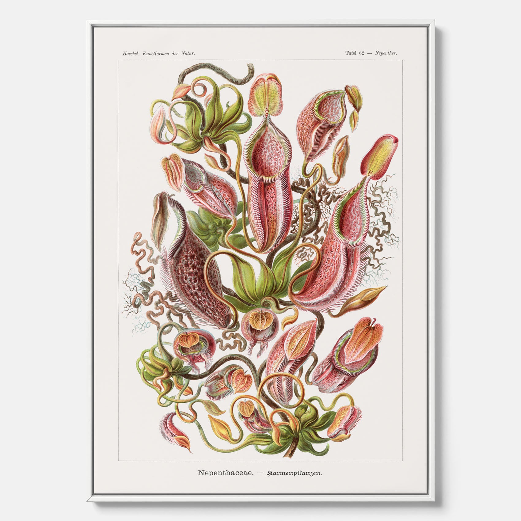 Vintageposter på canvas med en gammal illustration av kannrankor ritad av tyska biologen Ernst Haeckel år 1927