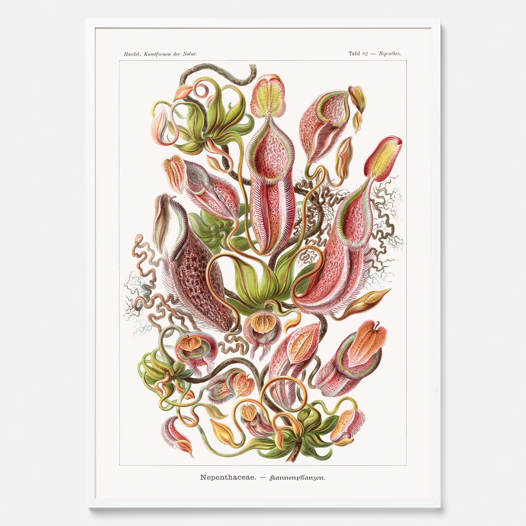 Vintageposter med en gammal illustration av kannrankor ritad av tyska biologen Ernst Haeckel år 1931