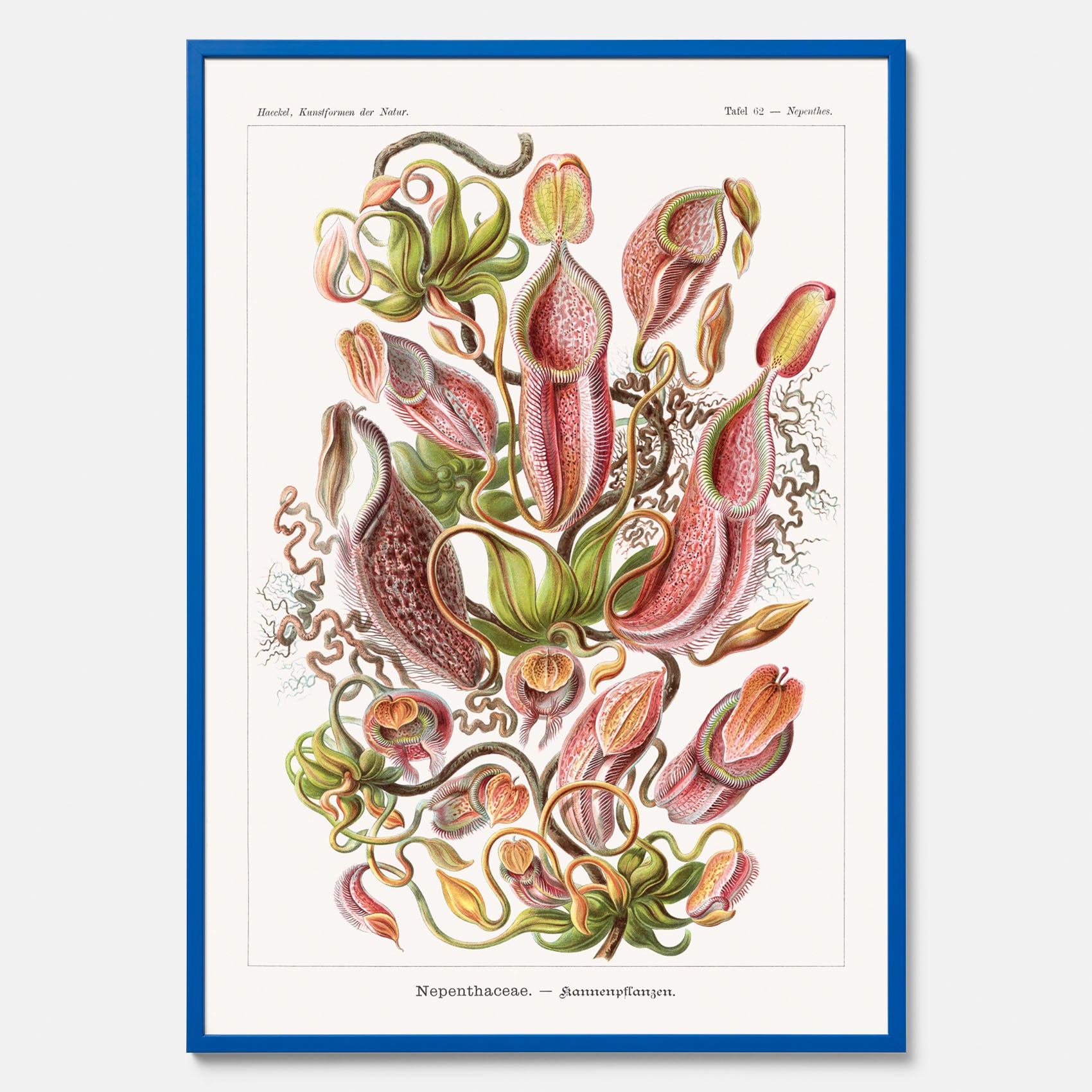 Vintageposter med en gammal illustration av kannrankor ritad av tyska biologen Ernst Haeckel år 1934
