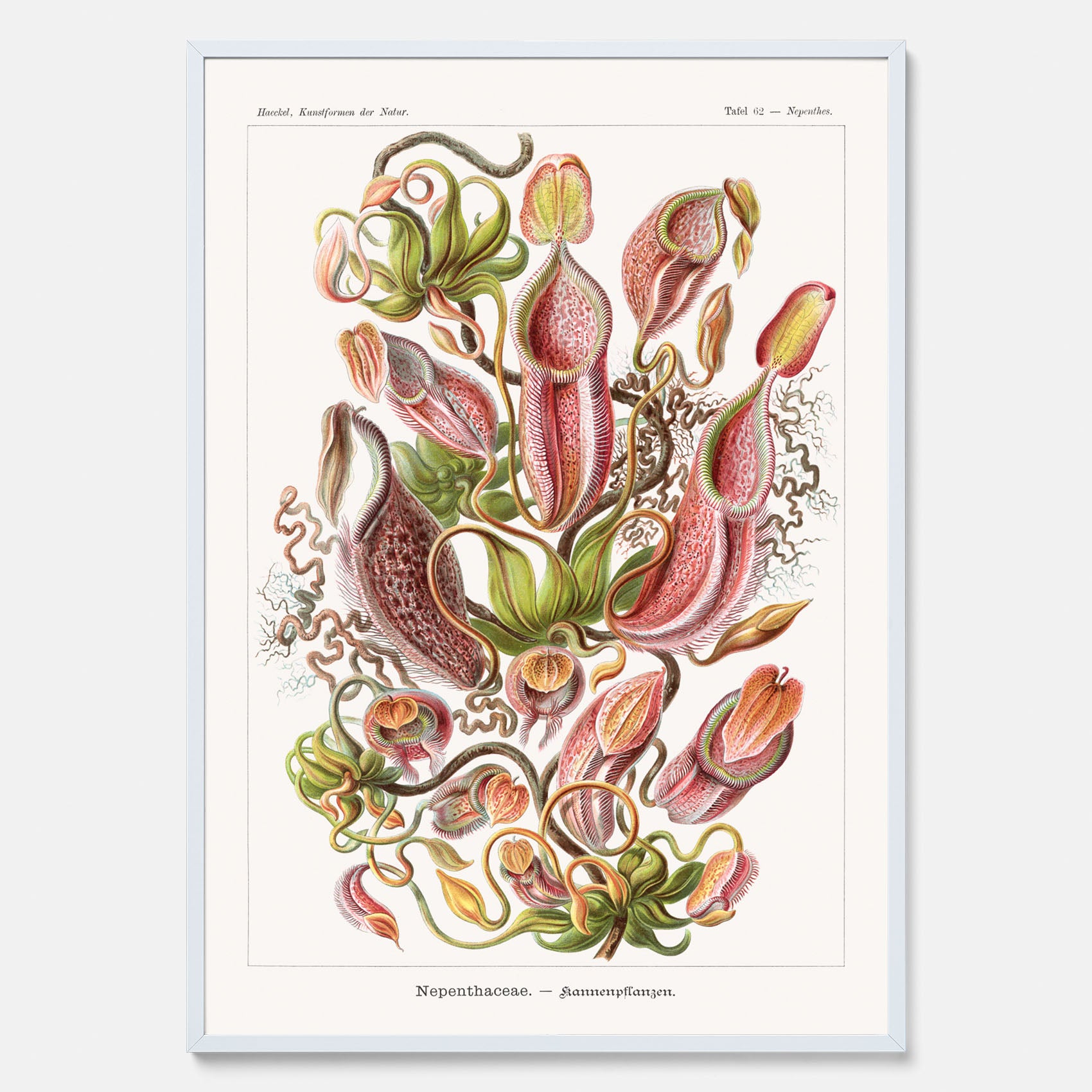 Vintageposter med en gammal illustration av kannrankor ritad av tyska biologen Ernst Haeckel år 1937