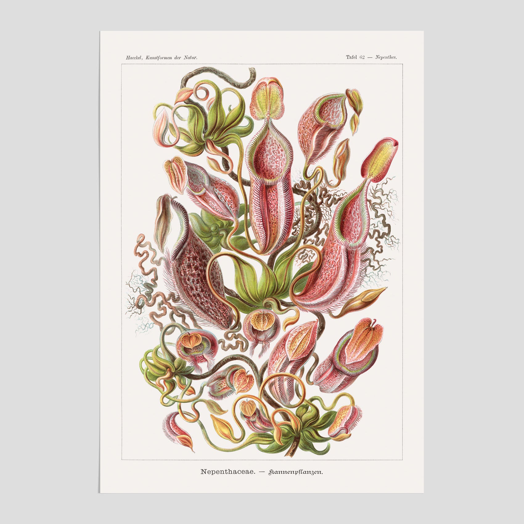 Vintageposter med en gammal illustration av kannrankor ritad av tyska biologen Ernst Haeckel år 1938