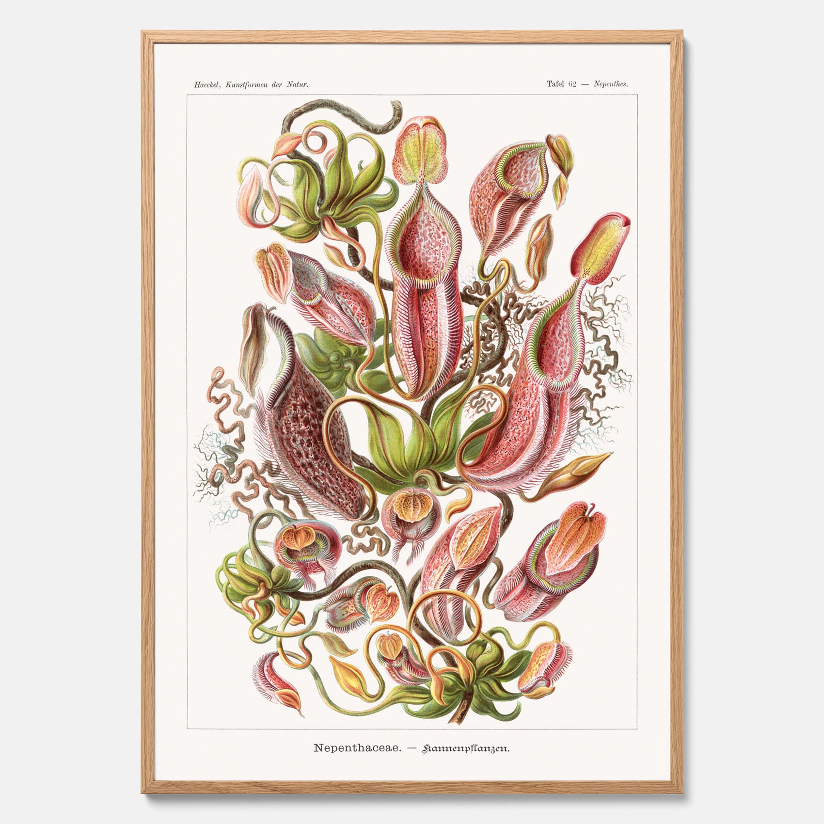 Vintageposter med en gammal illustration av kannrankor ritad av tyska biologen Ernst Haeckel år 1939