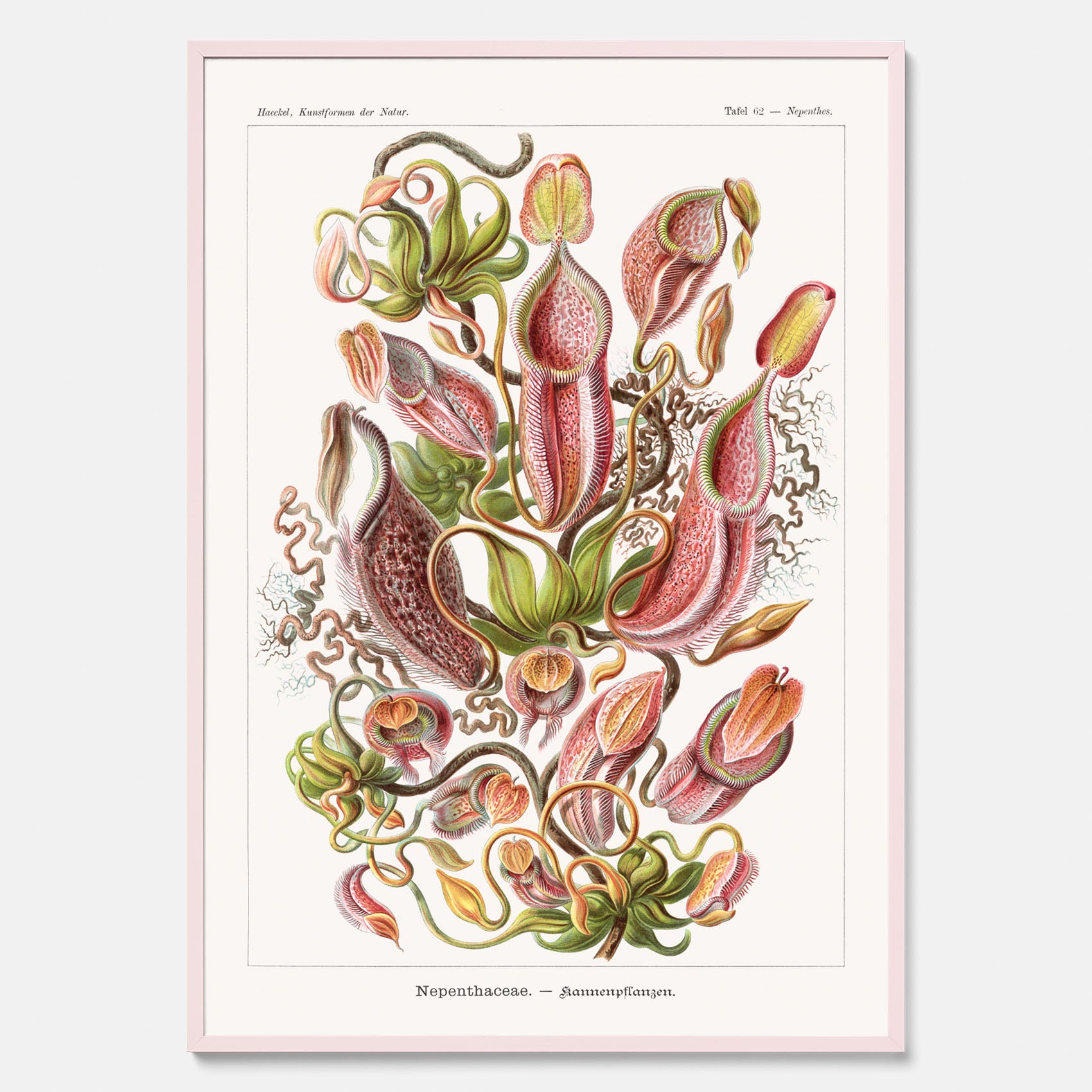 Vintageposter med en gammal illustration av kannrankor ritad av tyska biologen Ernst Haeckel år 1940