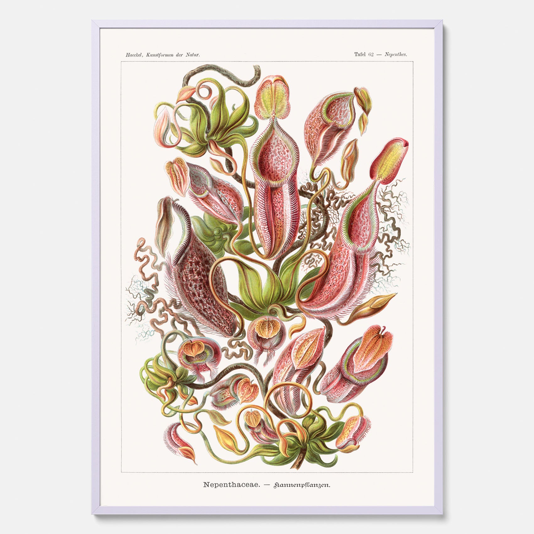 Vintageposter med en gammal illustration av kannrankor ritad av tyska biologen Ernst Haeckel år 1941