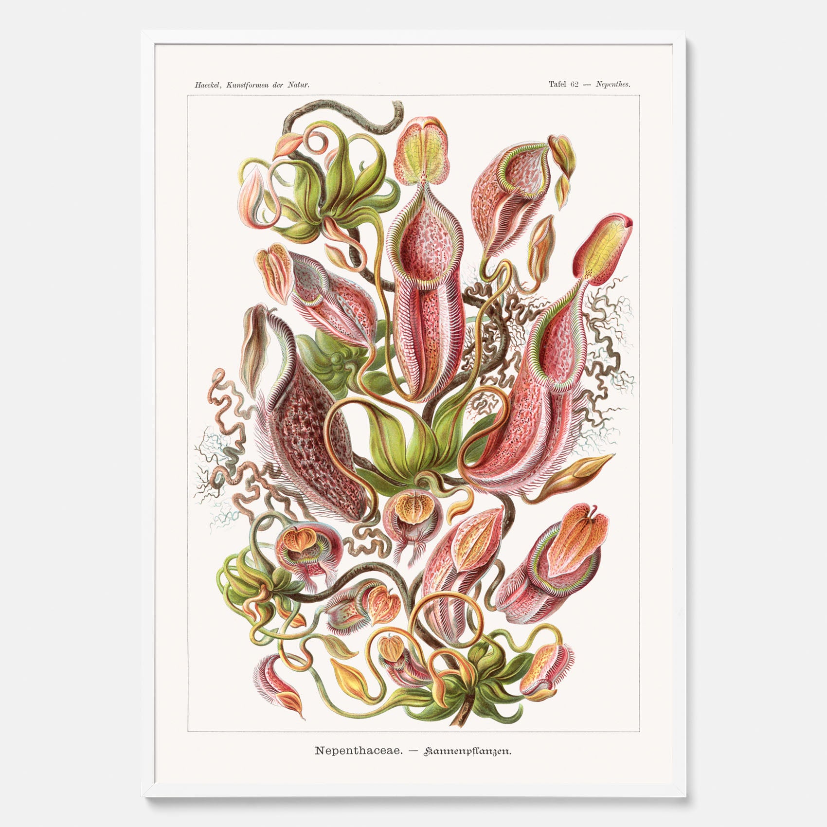 Vintageposter med en gammal illustration av kannrankor ritad av tyska biologen Ernst Haeckel år 1943