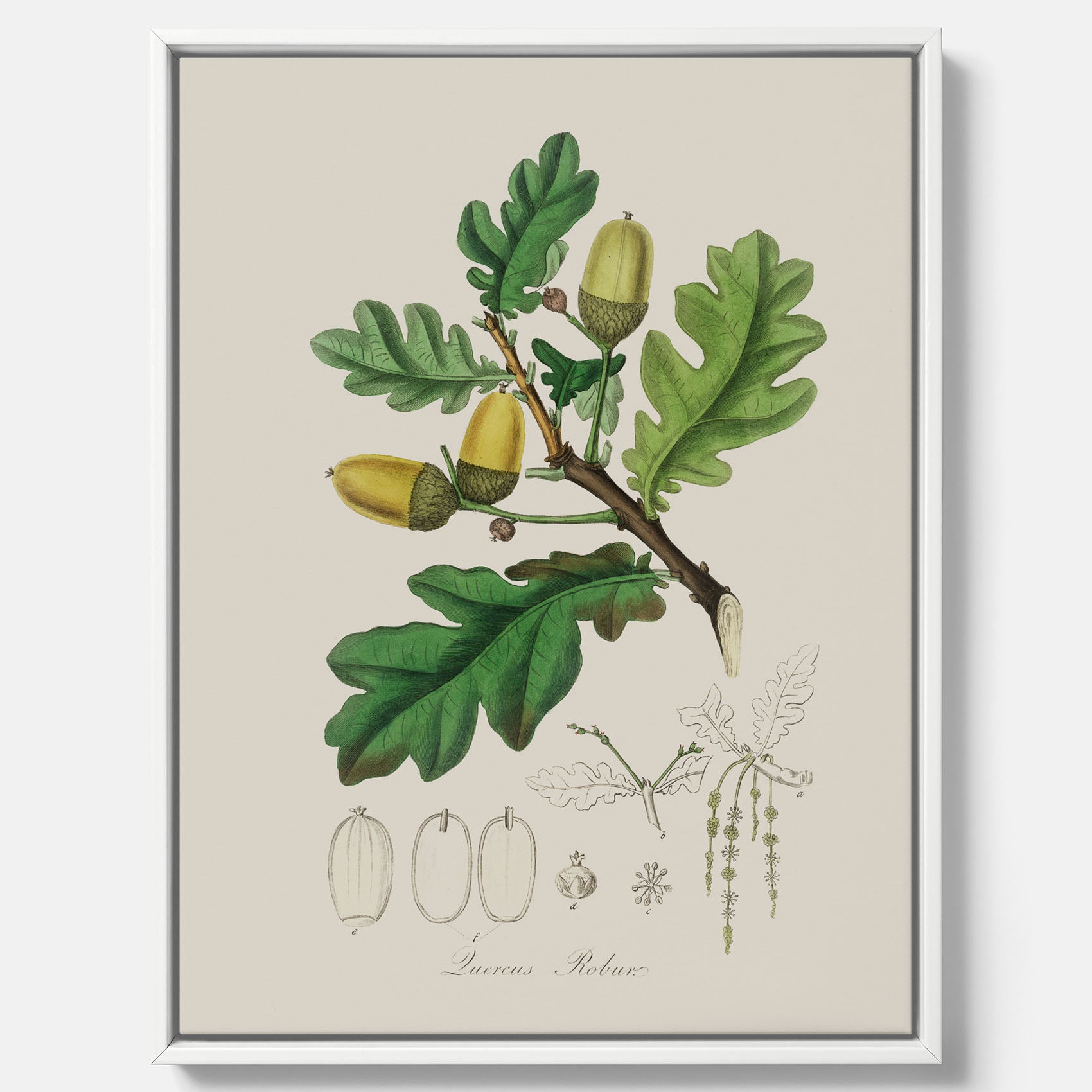 Ekollon canvas – Kökstavla, snygg plansch med ett vintagemotiv, tavla till kök, köksposter
