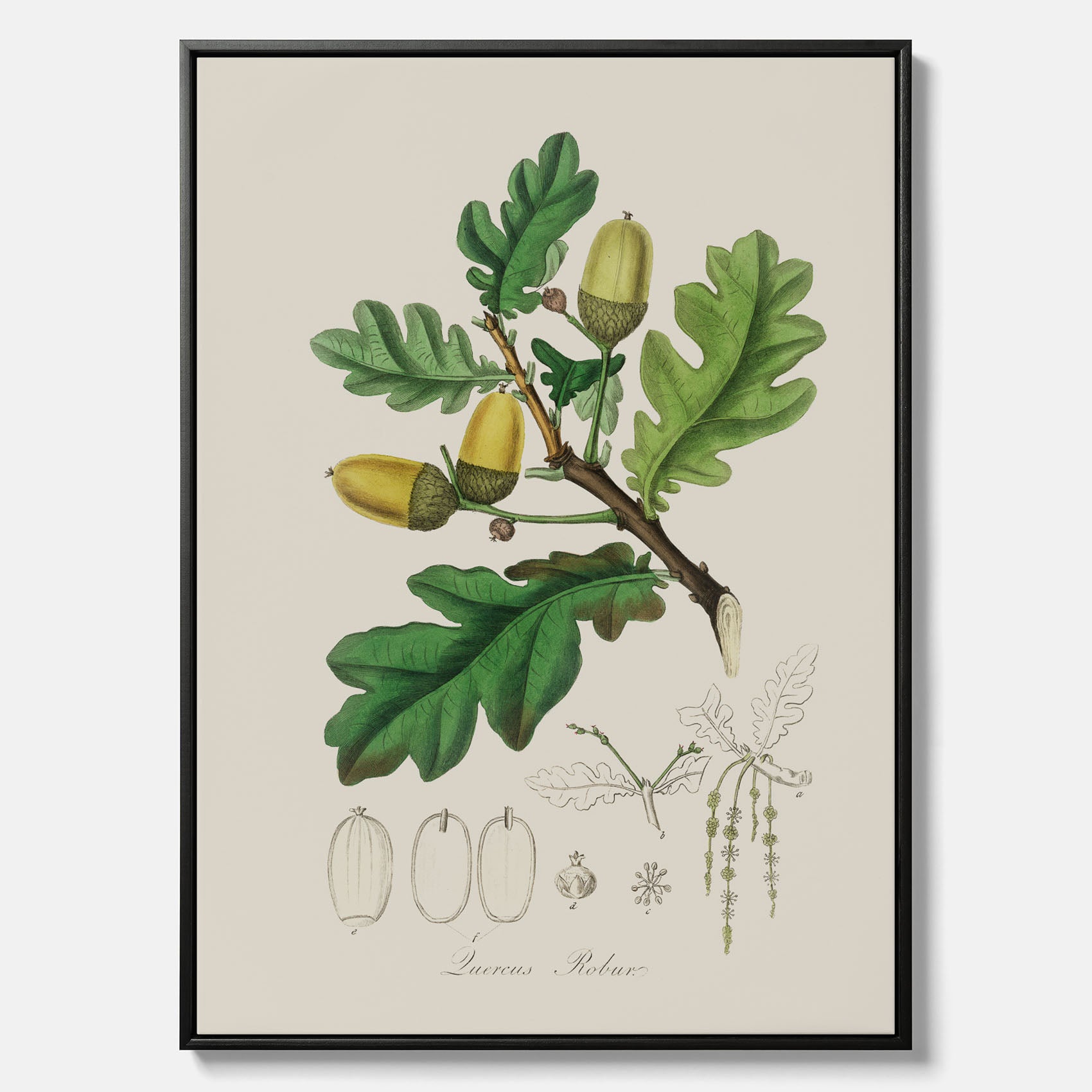 Ekollon canvas – Kökstavla, snygg plansch med ett vintagemotiv, tavla till kök, köksposter