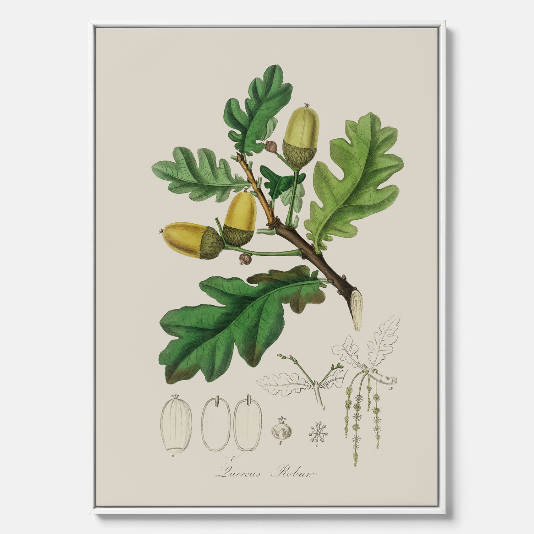 Ekollon canvas – Kökstavla, snygg plansch med ett vintagemotiv, tavla till kök, köksposter