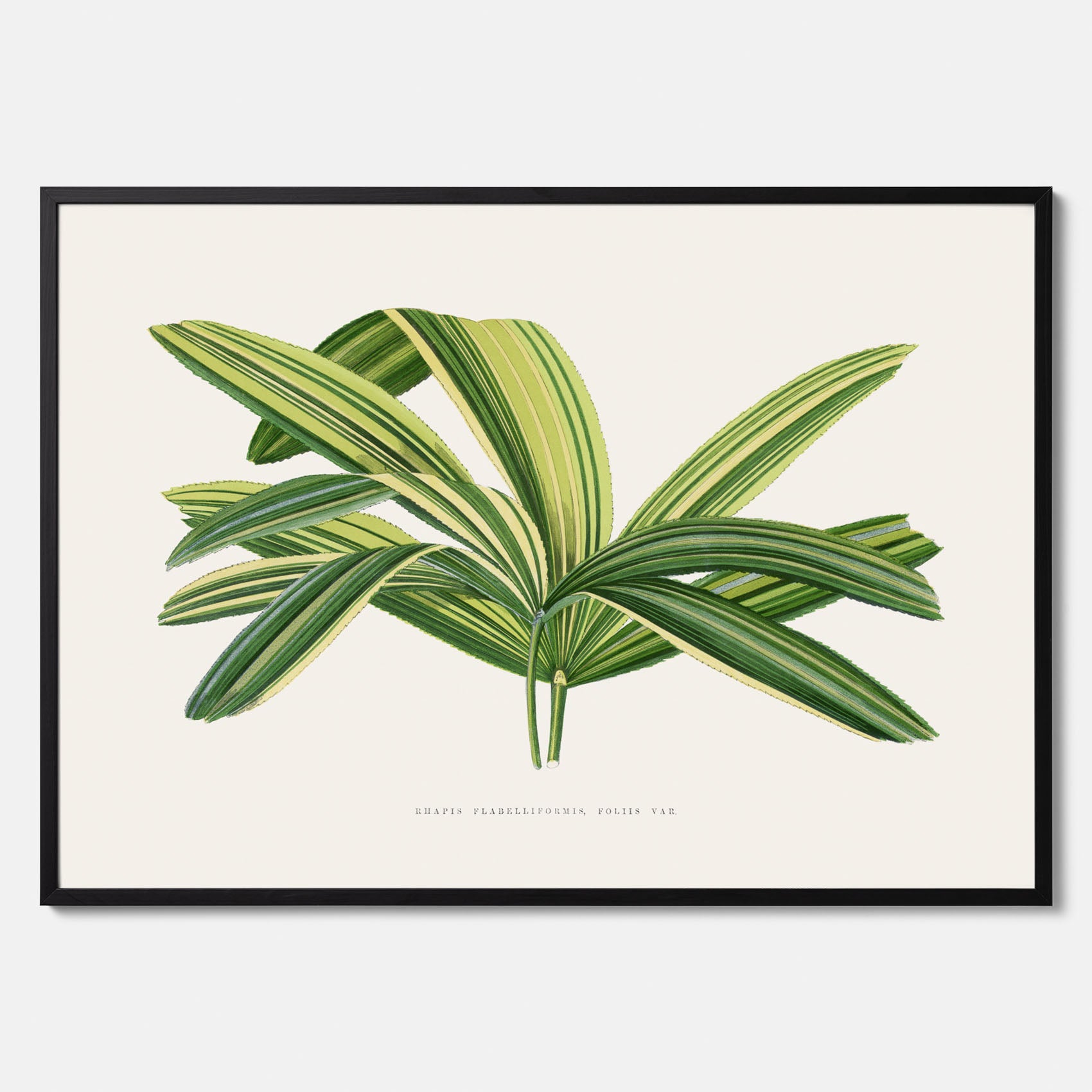 Poster med en illustration av en bredbladig palm