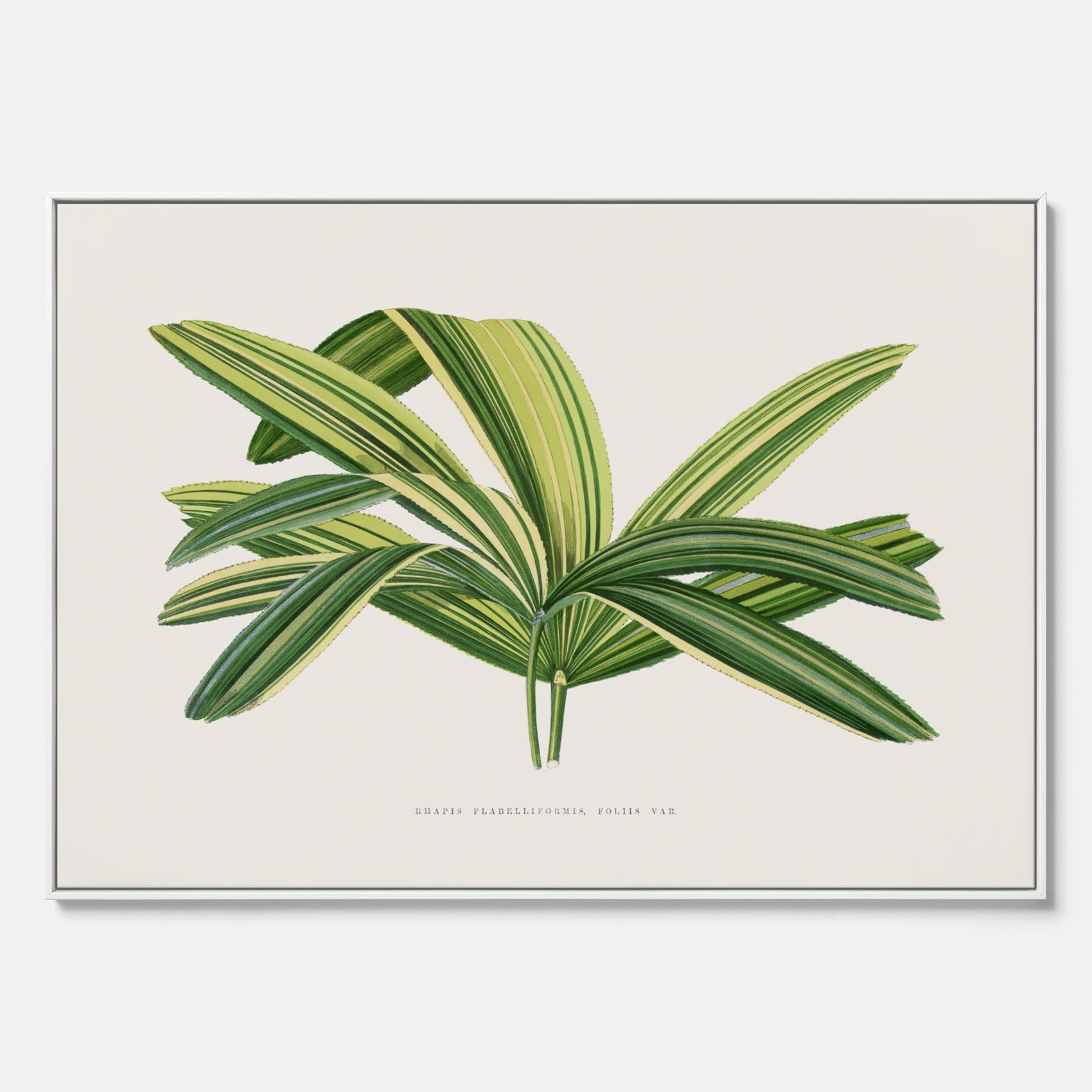 Canvastavla med en illustration av en bredbladig palm