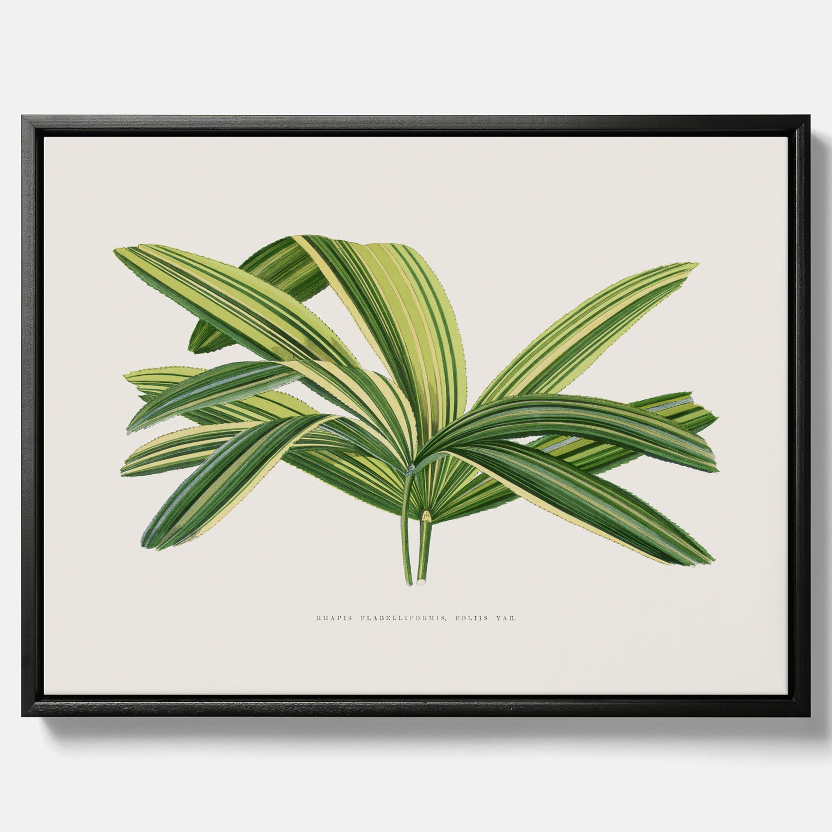 Canvastavla med en illustration av en bredbladig palm