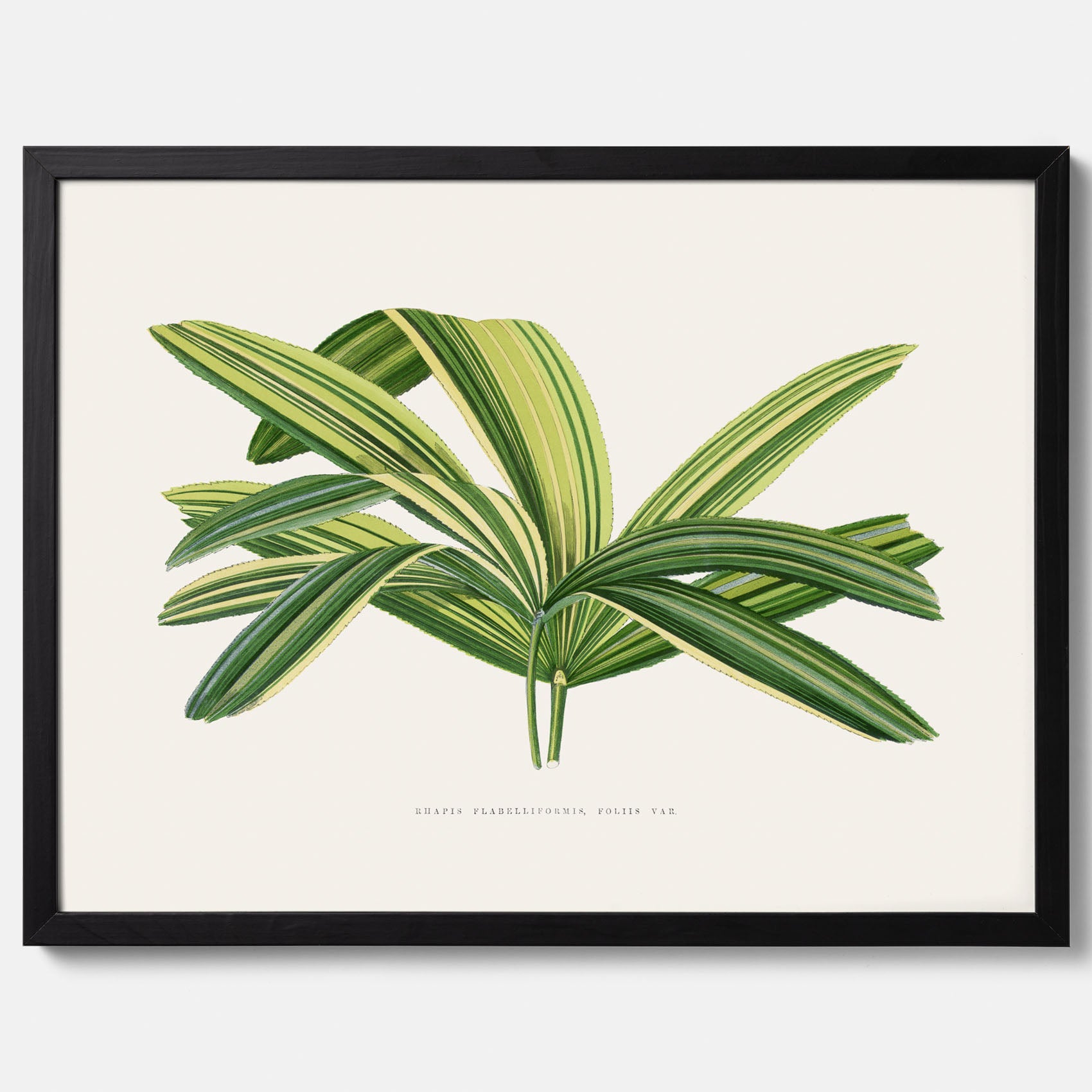 Poster med en illustration av en bredbladig palm