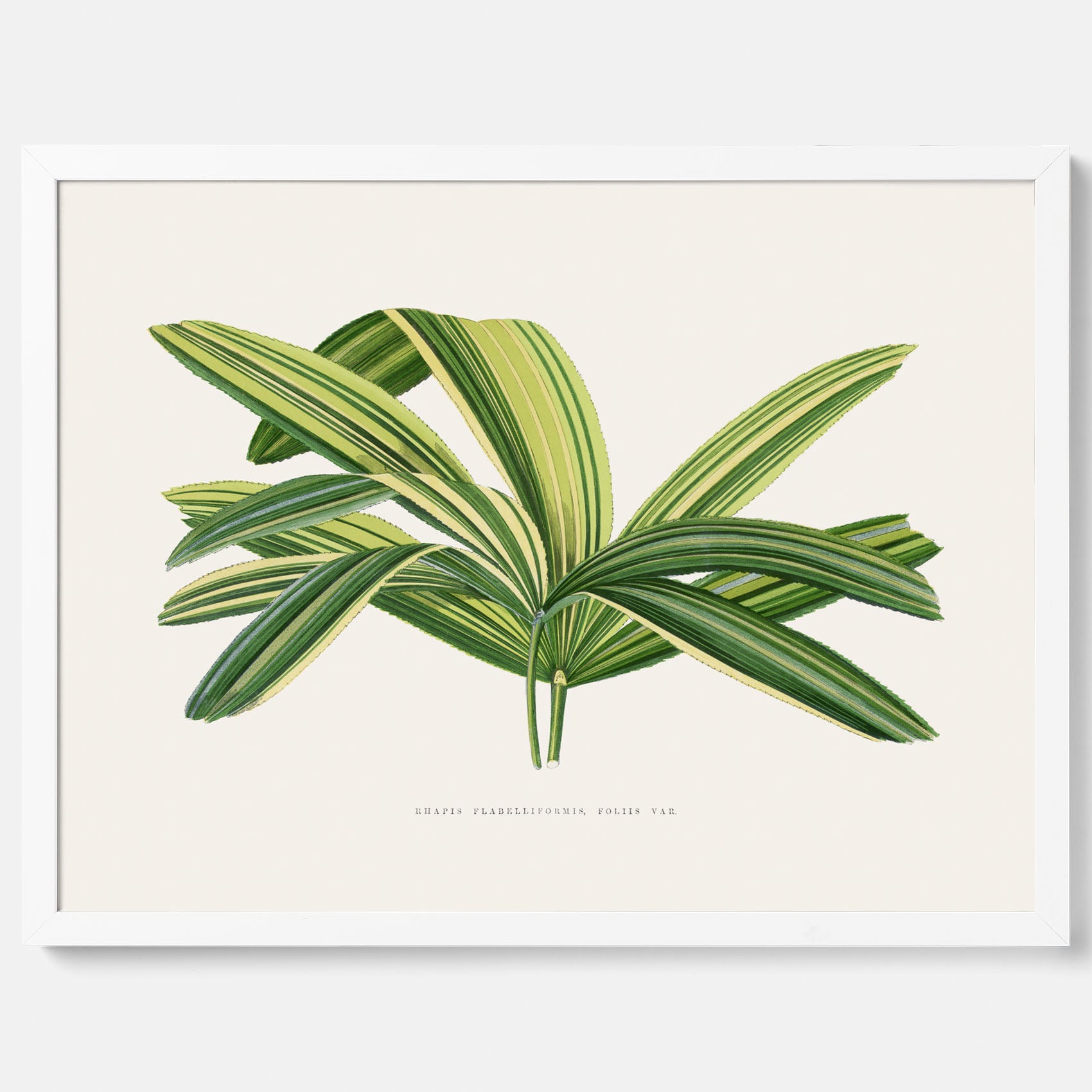 Poster med en illustration av en bredbladig palm