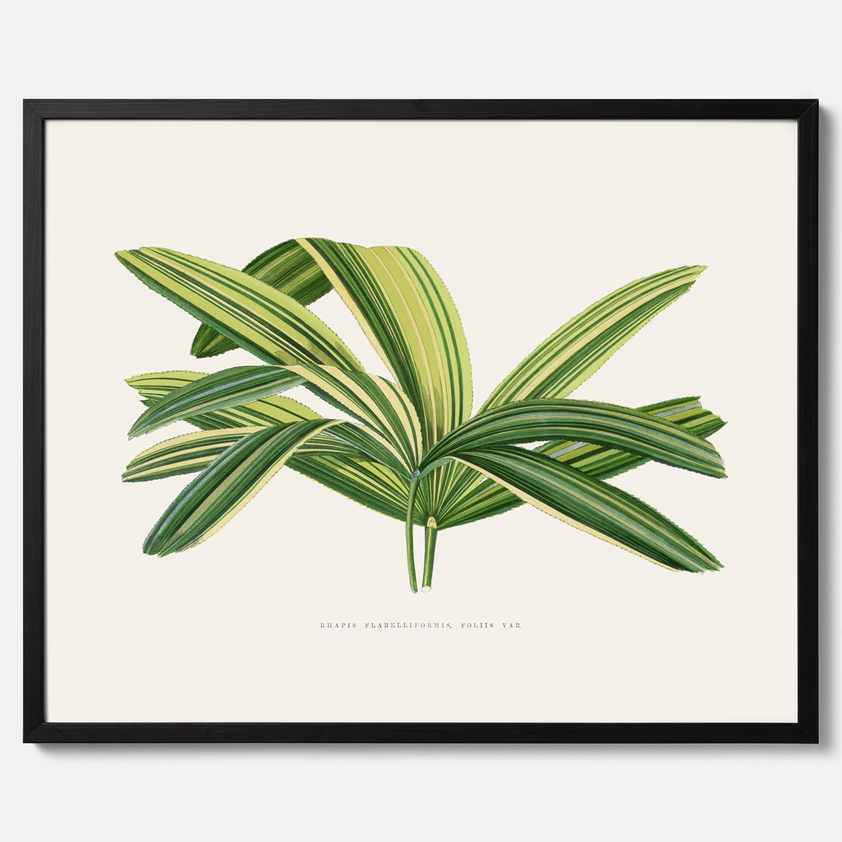 Poster med en illustration av en bredbladig palm