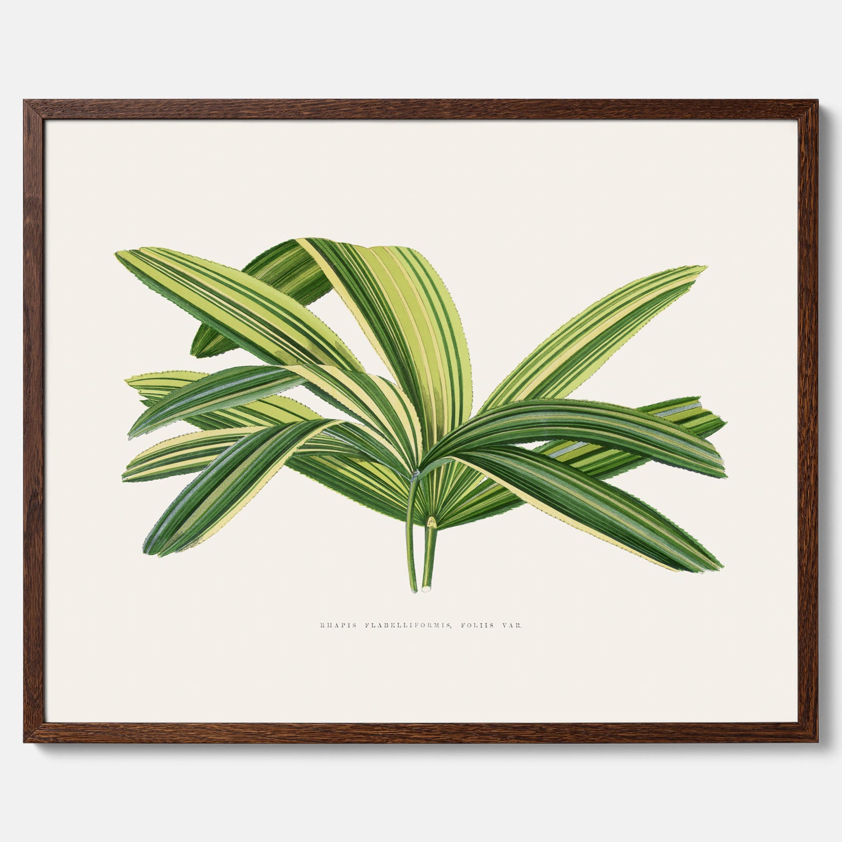 Poster med en illustration av en bredbladig palm