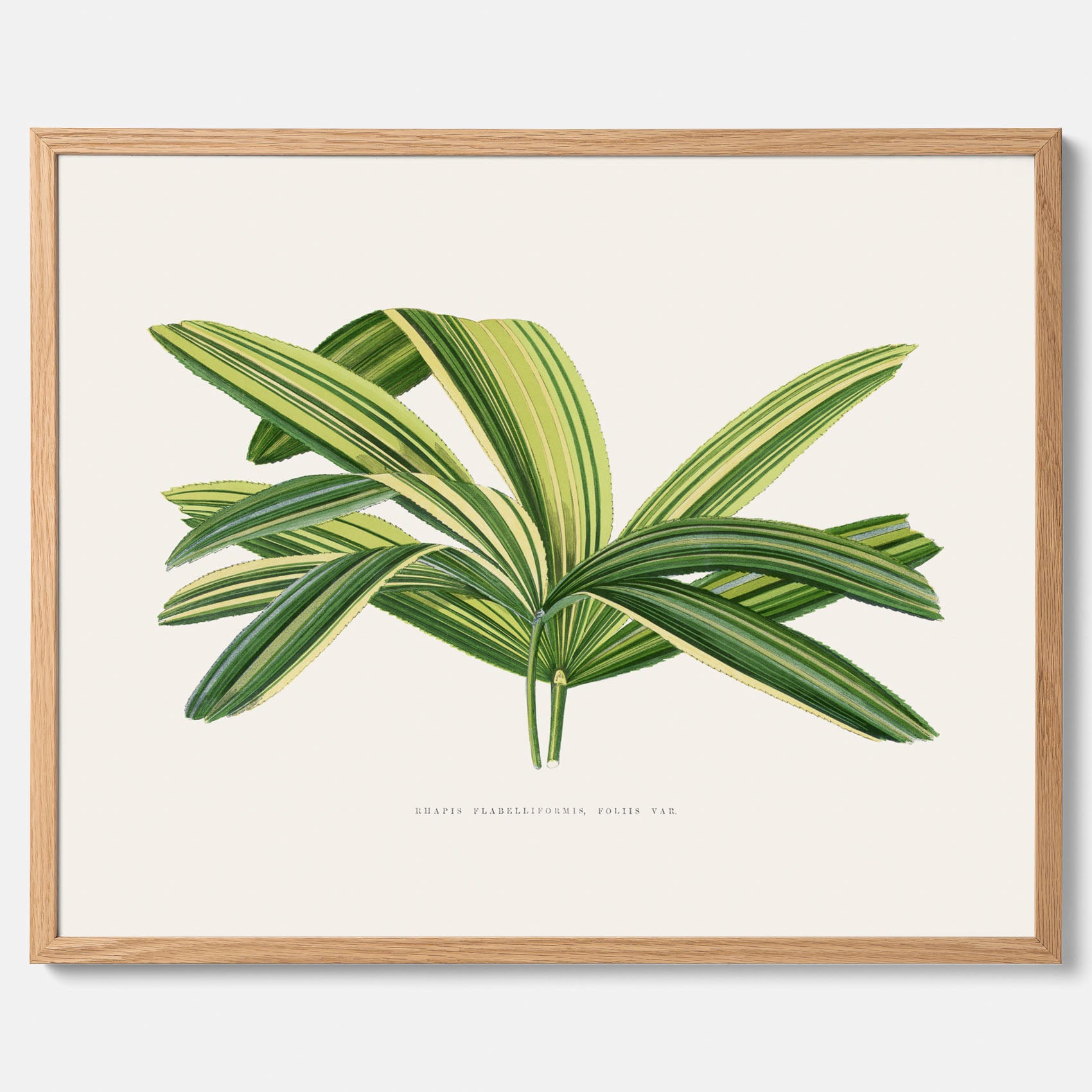 Poster med en illustration av en bredbladig palm