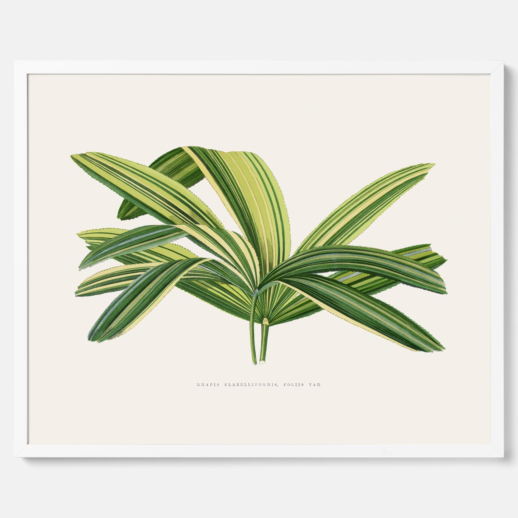 Poster med en illustration av en bredbladig palm
