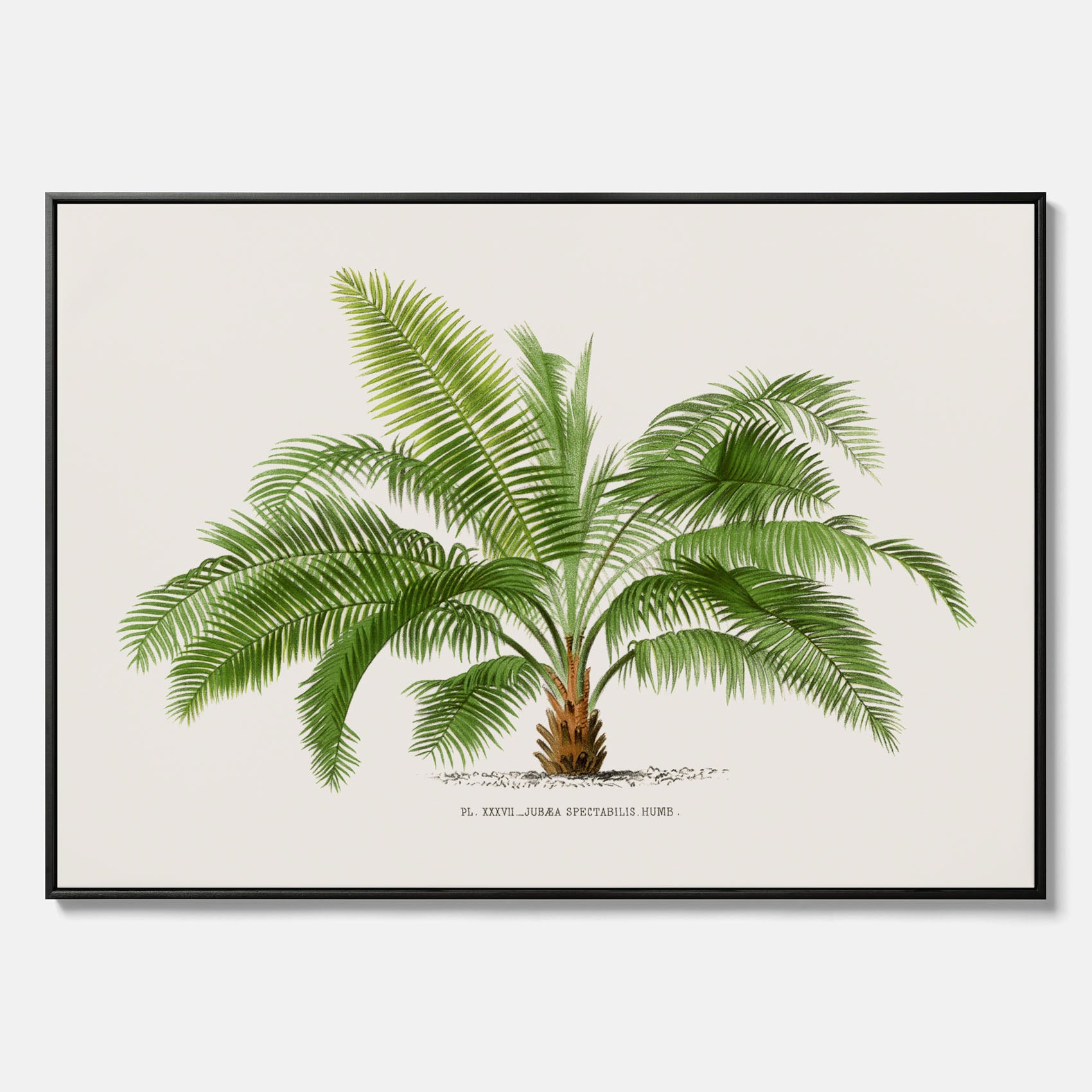 Botanisk vintagecanvas med en illustration av ett palmträd, ritad av Pieter Joseph de Pannemaeker