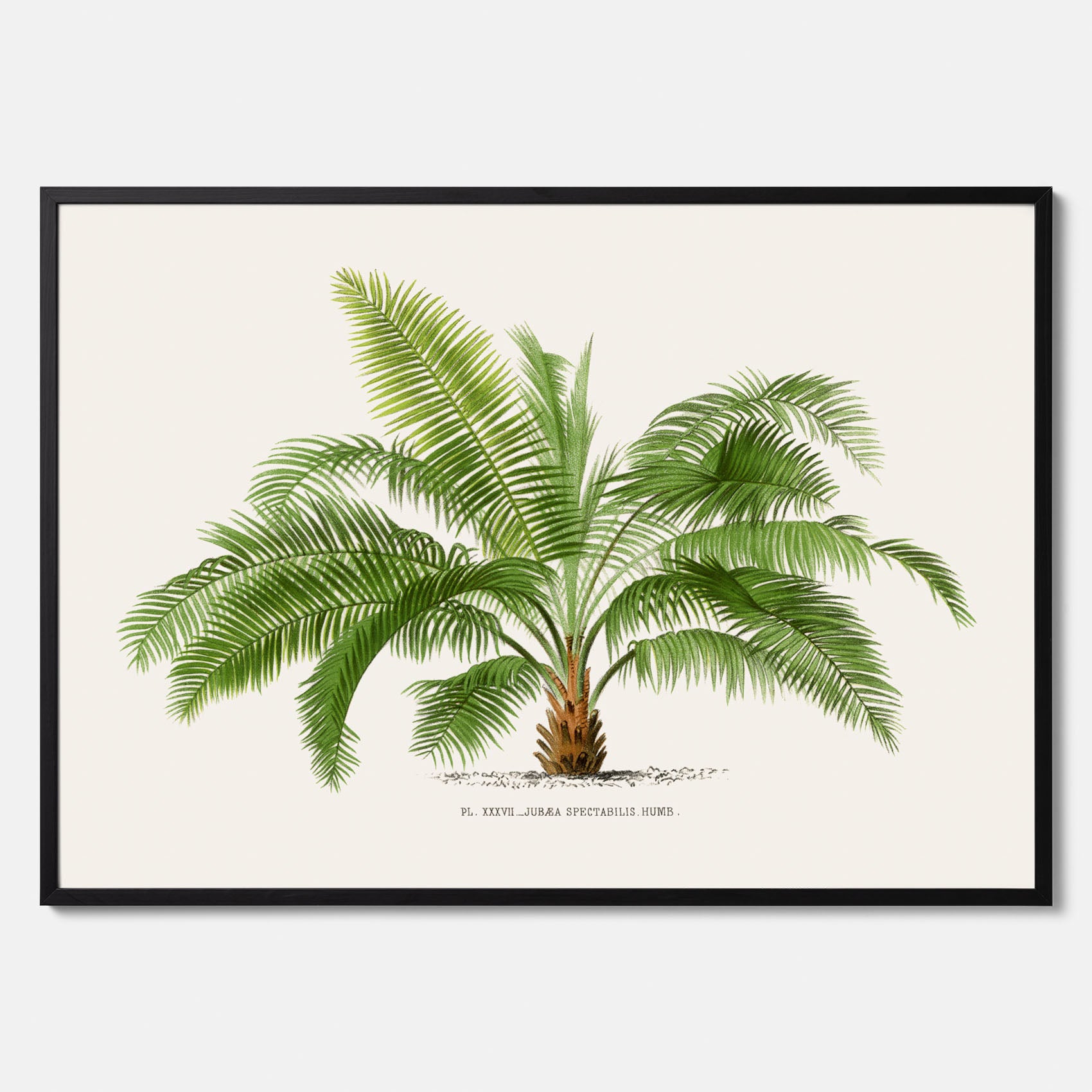 Botanisk vintageposter med en illustration av ett palmträd, ritad av Pieter Joseph de Pannemaeker