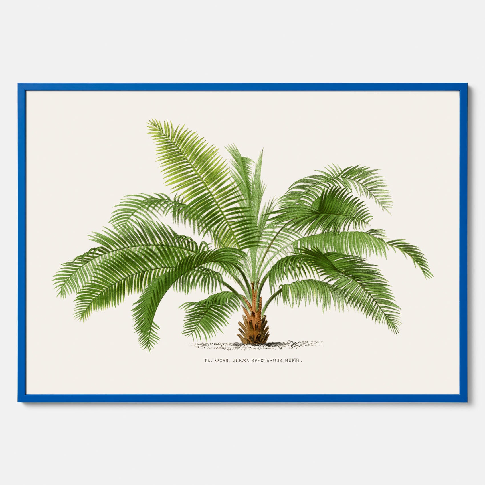 Botanisk vintageposter med en illustration av ett palmträd, ritad av Pieter Joseph de Pannemaeker