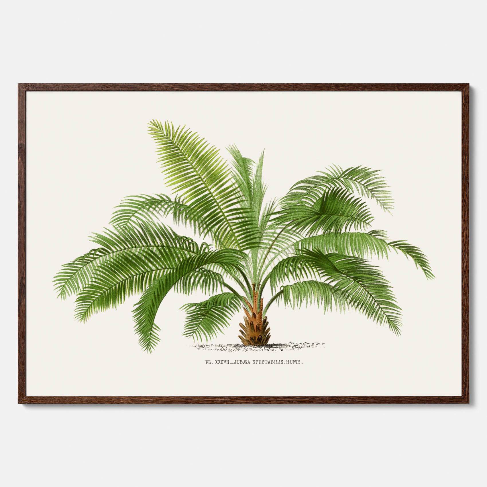 Botanisk vintageposter med en illustration av ett palmträd, ritad av Pieter Joseph de Pannemaeker