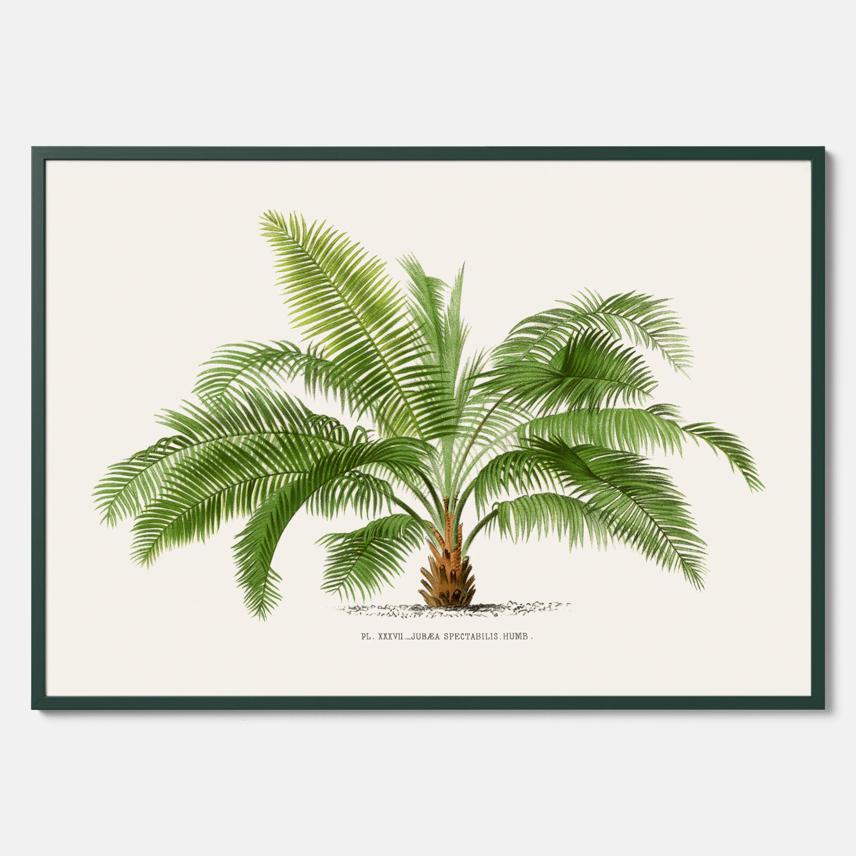Botanisk vintageposter med en illustration av ett palmträd, ritad av Pieter Joseph de Pannemaeker