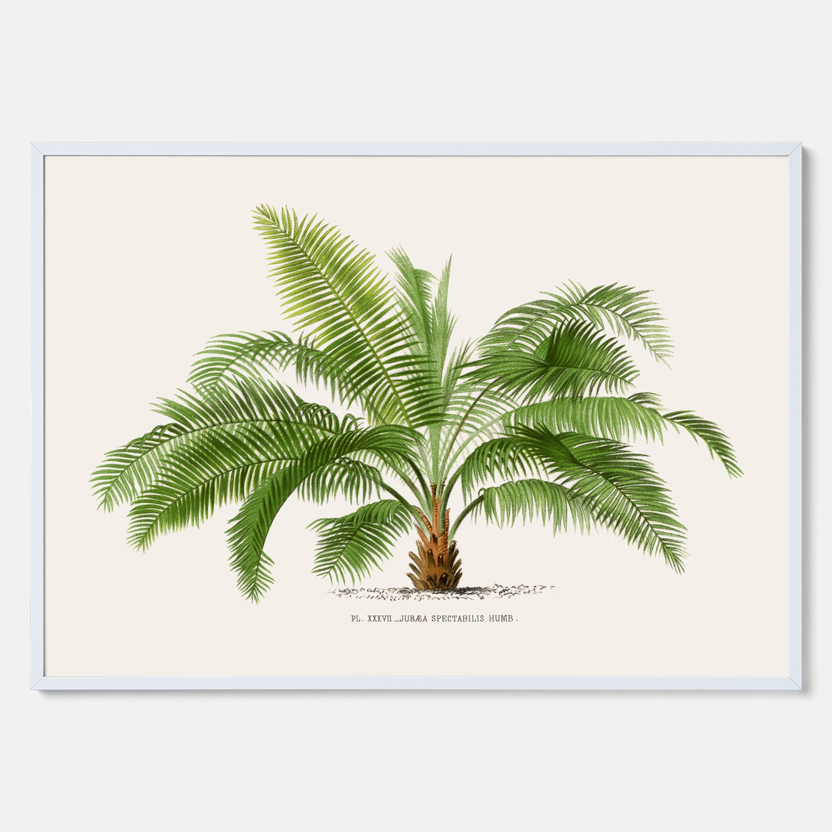 Botanisk vintageposter med en illustration av ett palmträd, ritad av Pieter Joseph de Pannemaeker