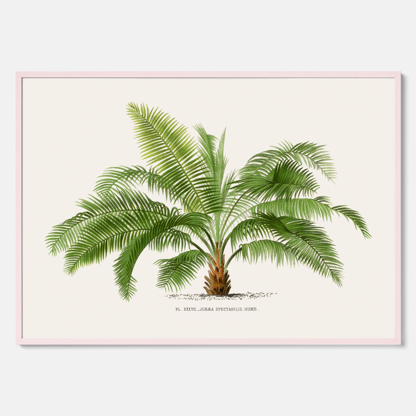 Botanisk vintageposter med en illustration av ett palmträd, ritad av Pieter Joseph de Pannemaeker