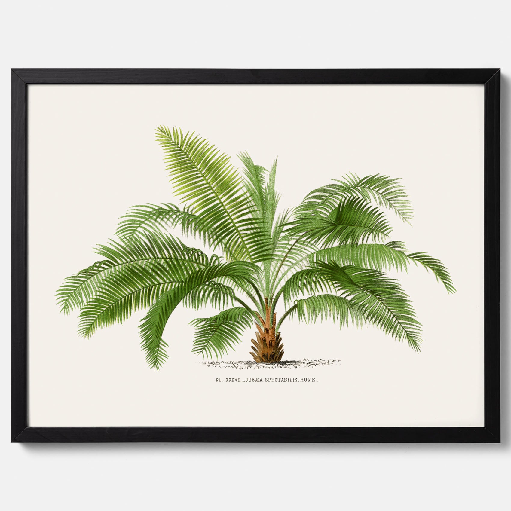 Botanisk vintageposter med en illustration av ett palmträd, ritad av Pieter Joseph de Pannemaeker