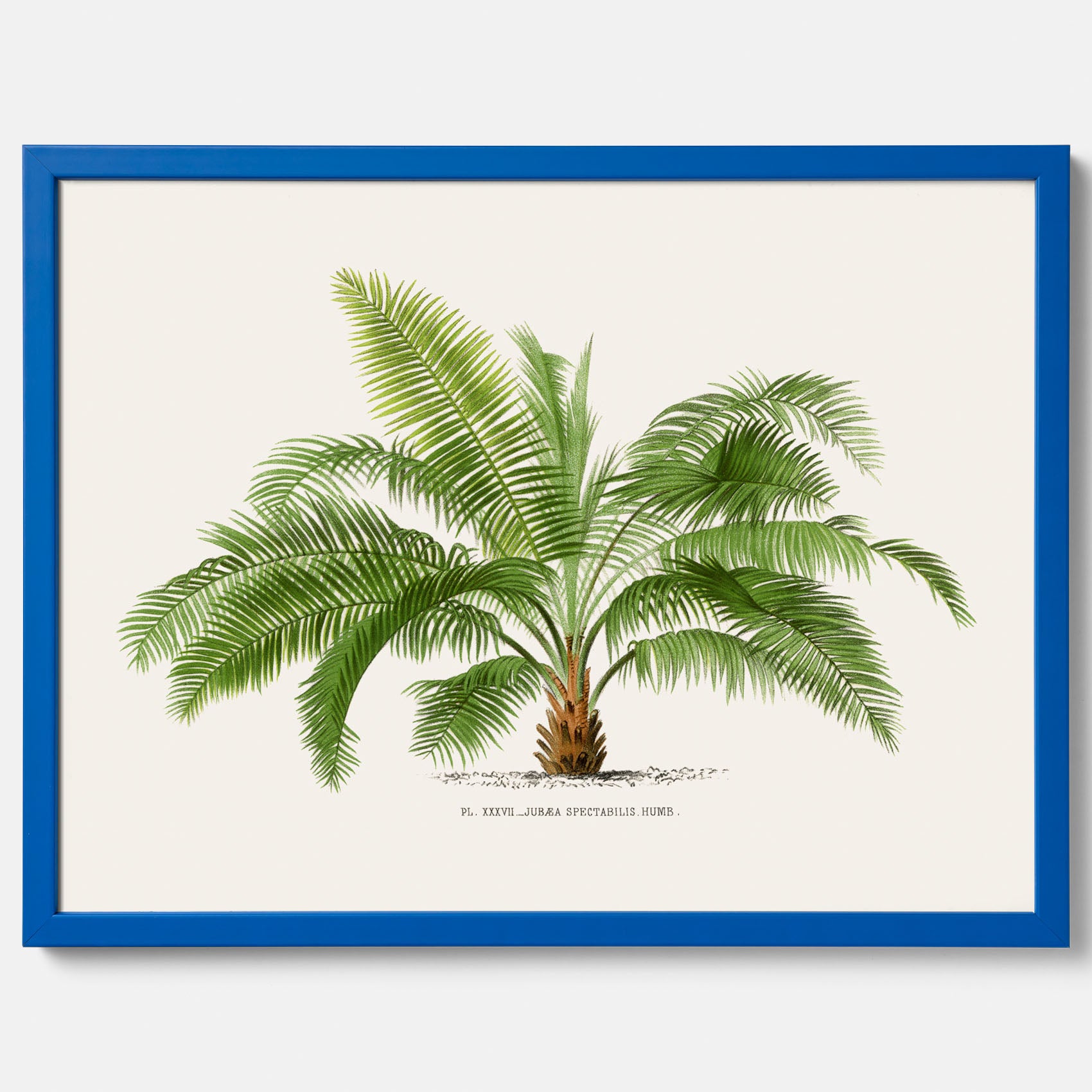 Botanisk vintageposter med en illustration av ett palmträd, ritad av Pieter Joseph de Pannemaeker