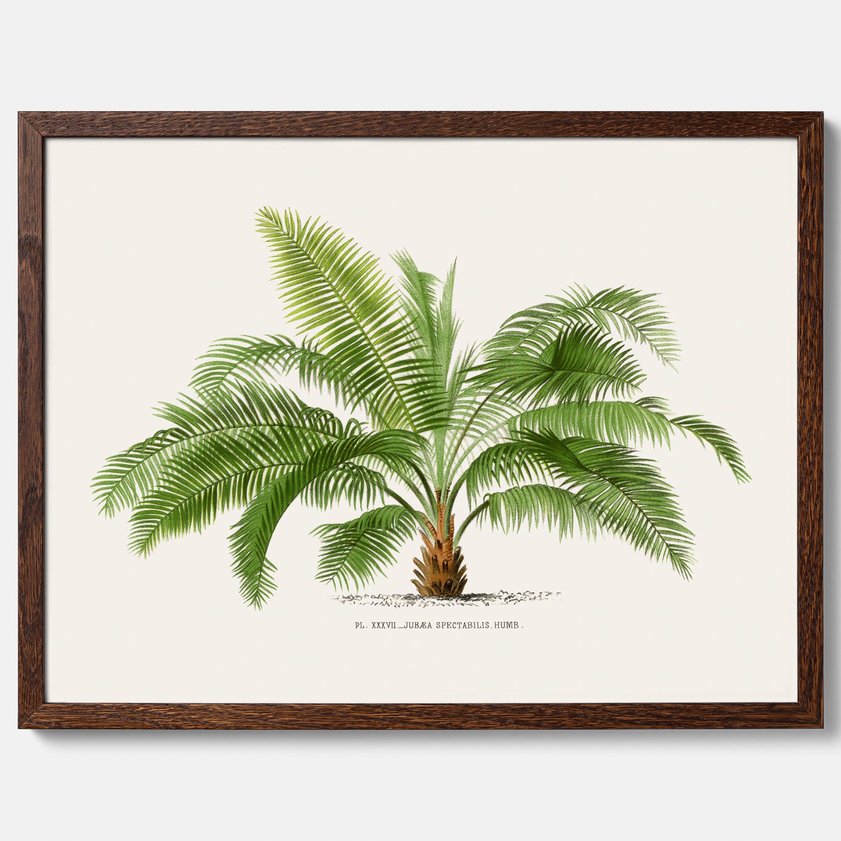 Botanisk vintageposter med en illustration av ett palmträd, ritad av Pieter Joseph de Pannemaeker