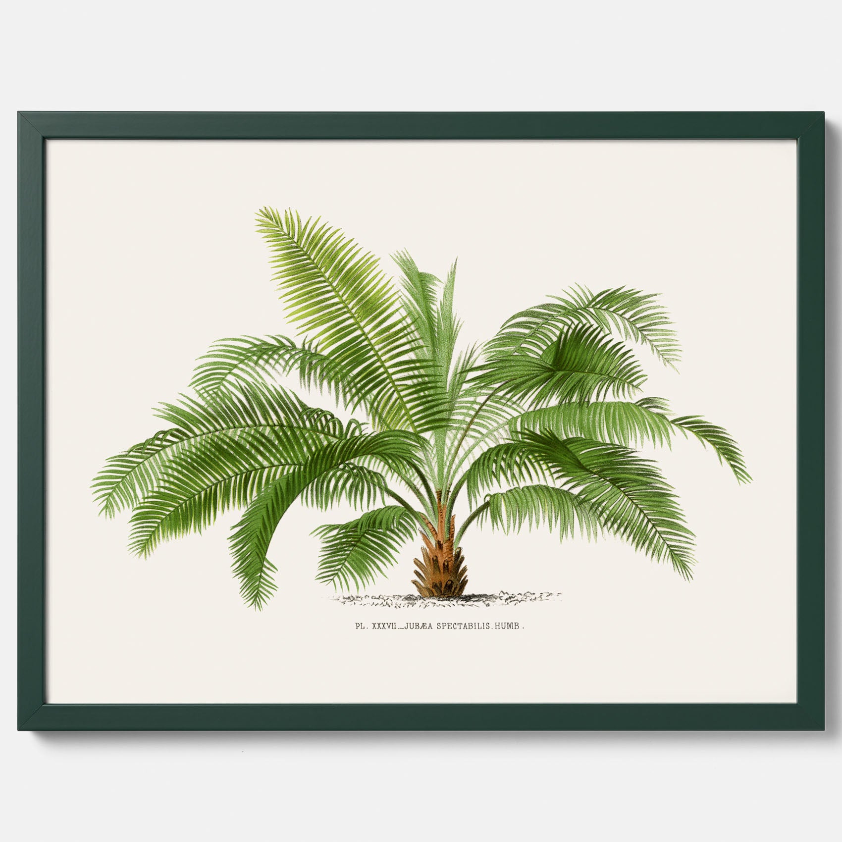 Botanisk vintageposter med en illustration av ett palmträd, ritad av Pieter Joseph de Pannemaeker