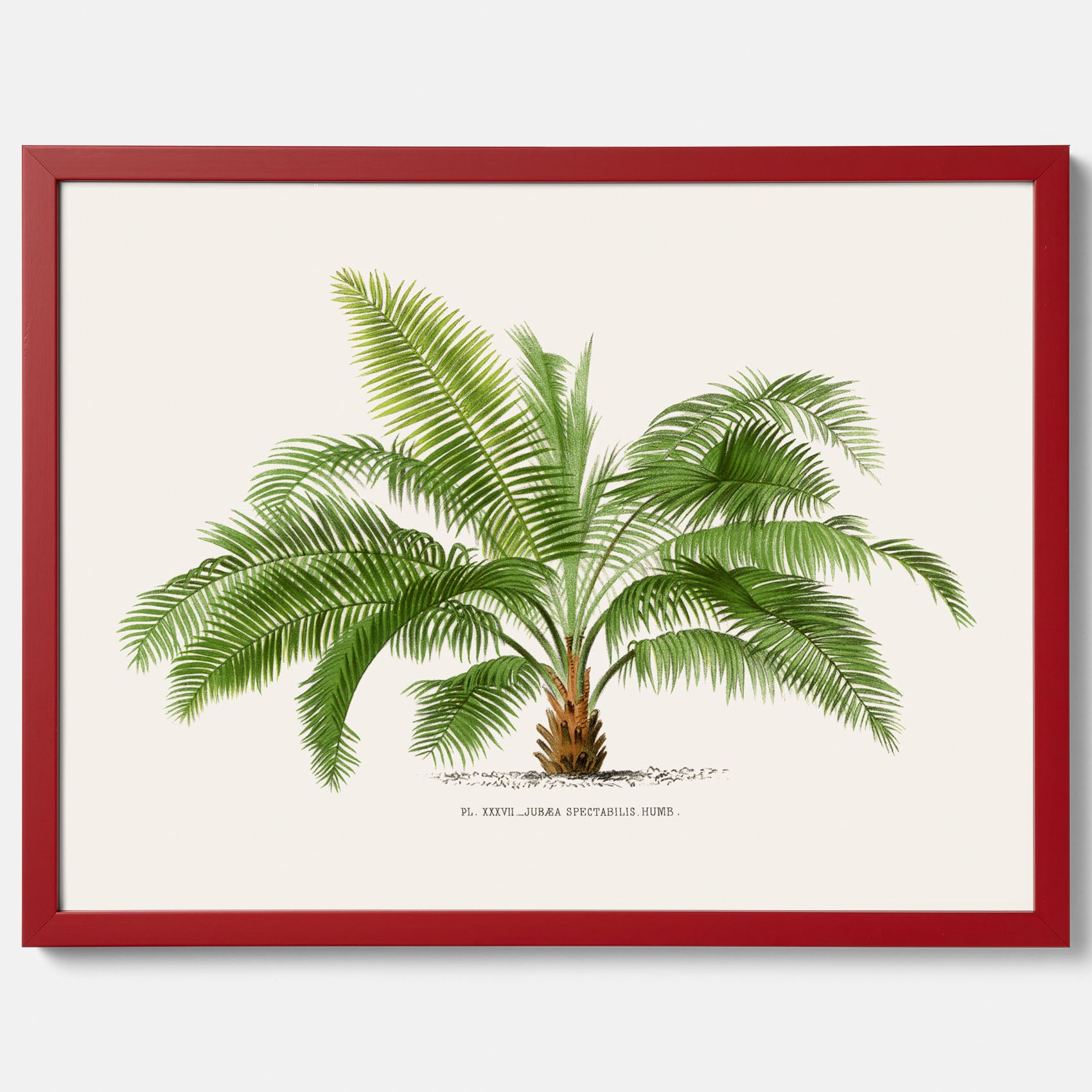 Botanisk vintageposter med en illustration av ett palmträd, ritad av Pieter Joseph de Pannemaeker