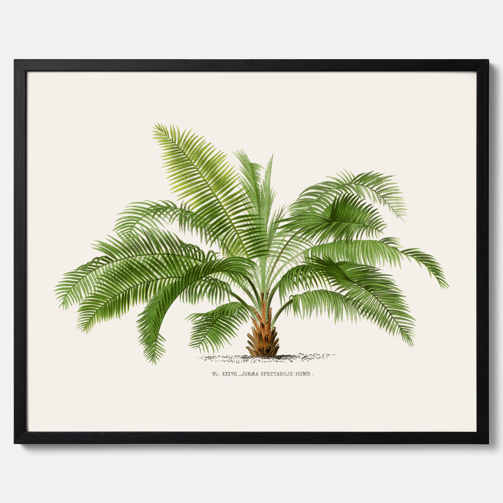Botanisk vintageposter med en illustration av ett palmträd, ritad av Pieter Joseph de Pannemaeker