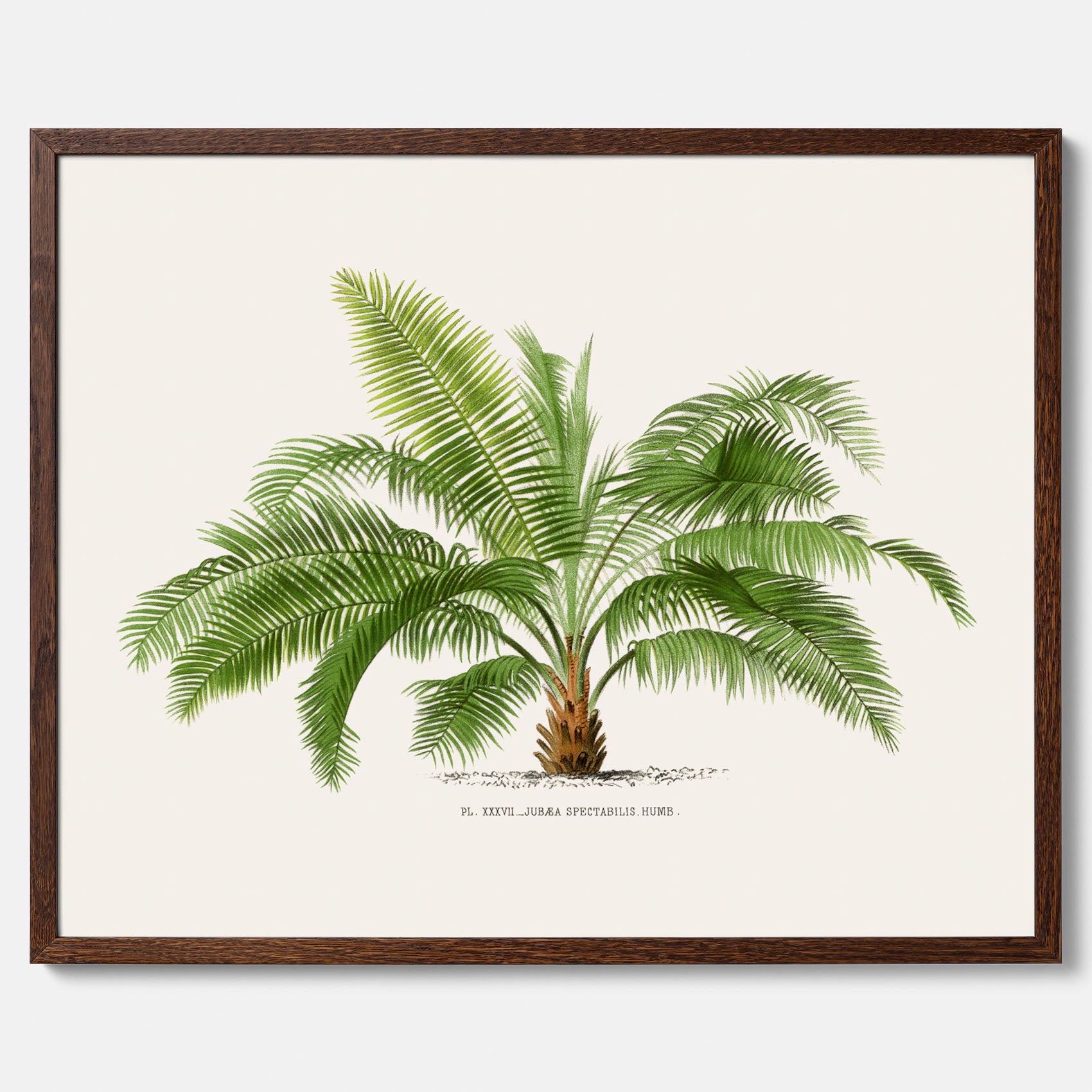 Botanisk vintageposter med en illustration av ett palmträd, ritad av Pieter Joseph de Pannemaeker